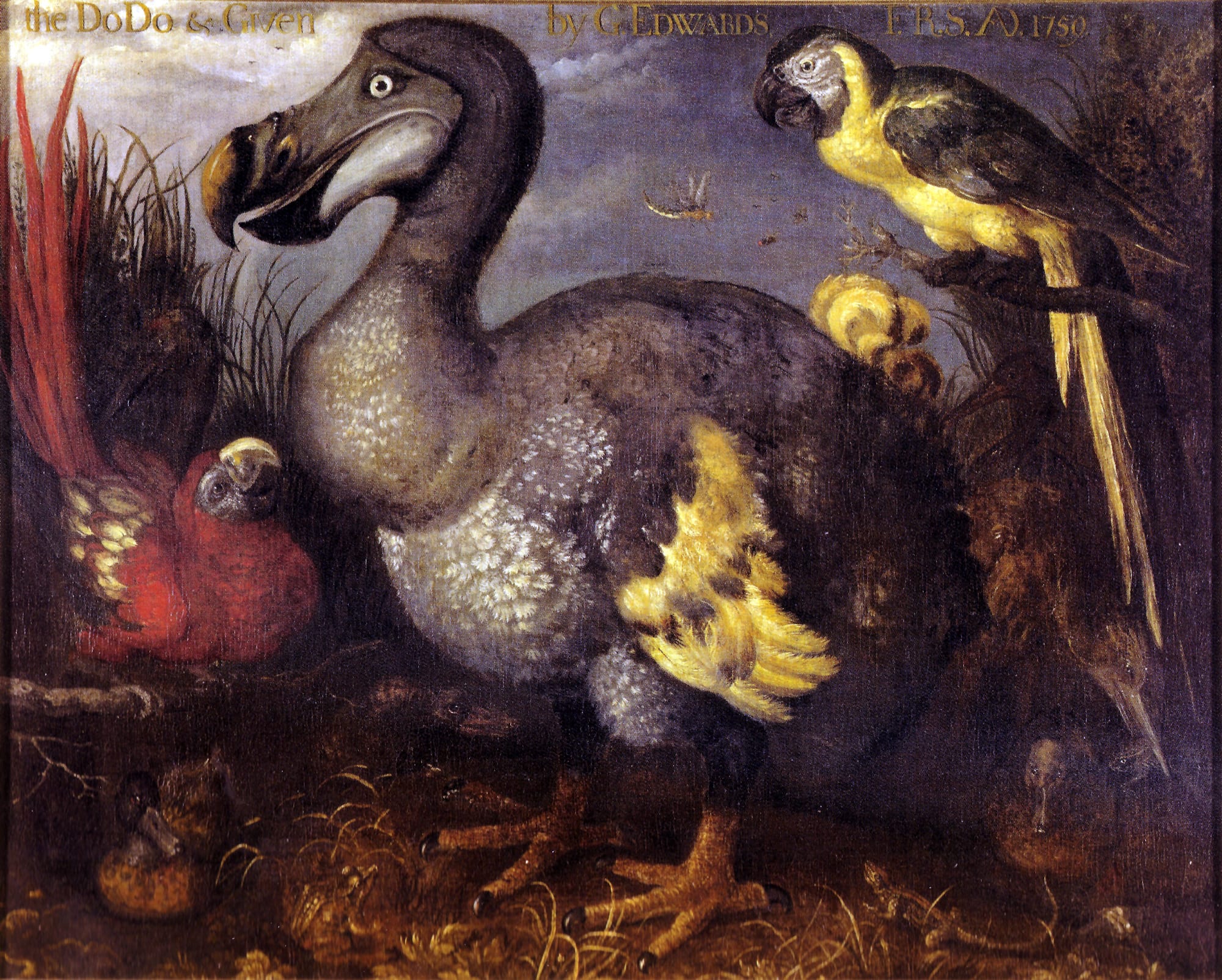 An old oil painting of a large grey bird with a hooked beak, tiny yellow-feathered wings and yellow feet, standing among parrots and a small duck