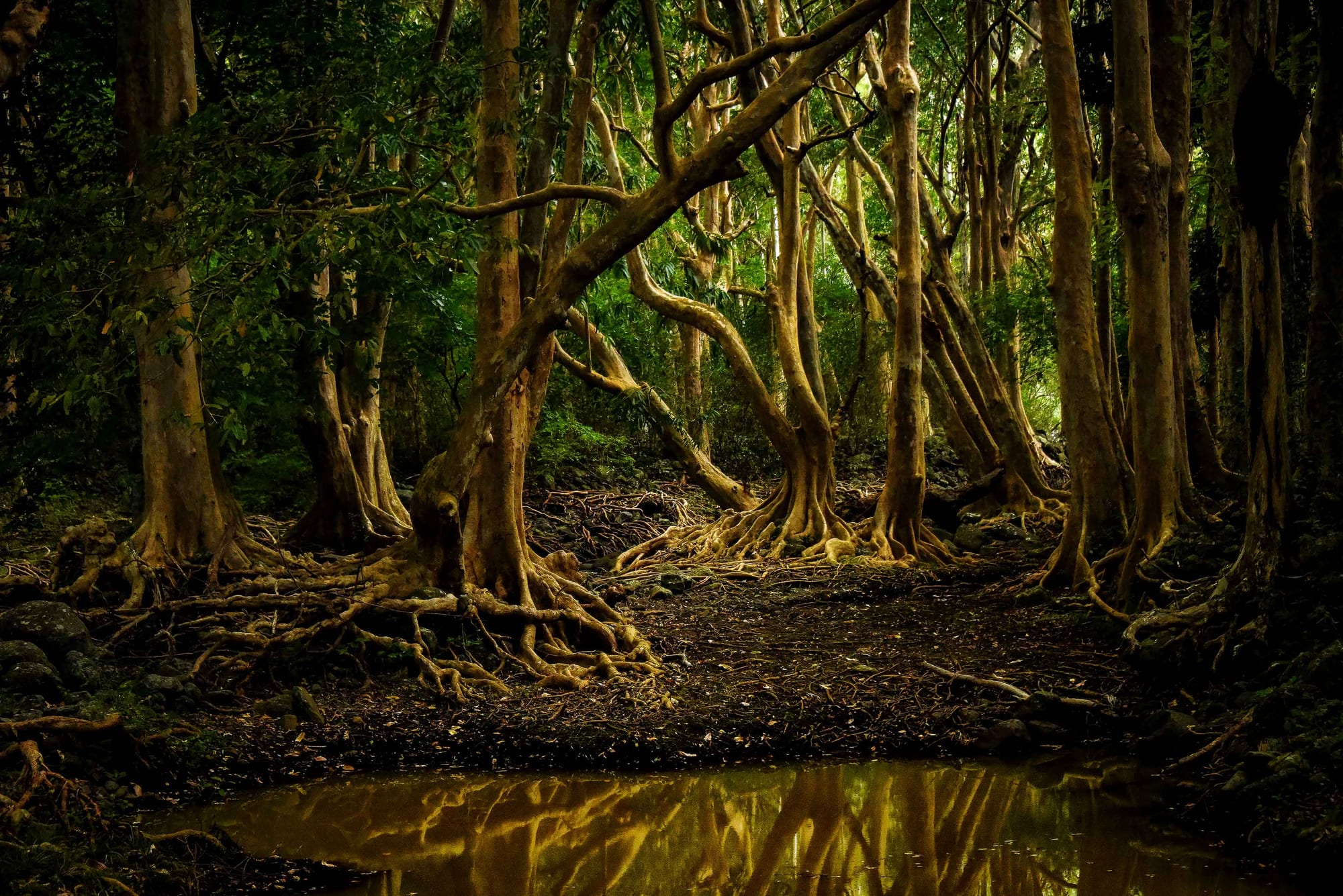 Tall trees with twisting, exposed roots growing over dark ground beside a still pool reflecting the trunks