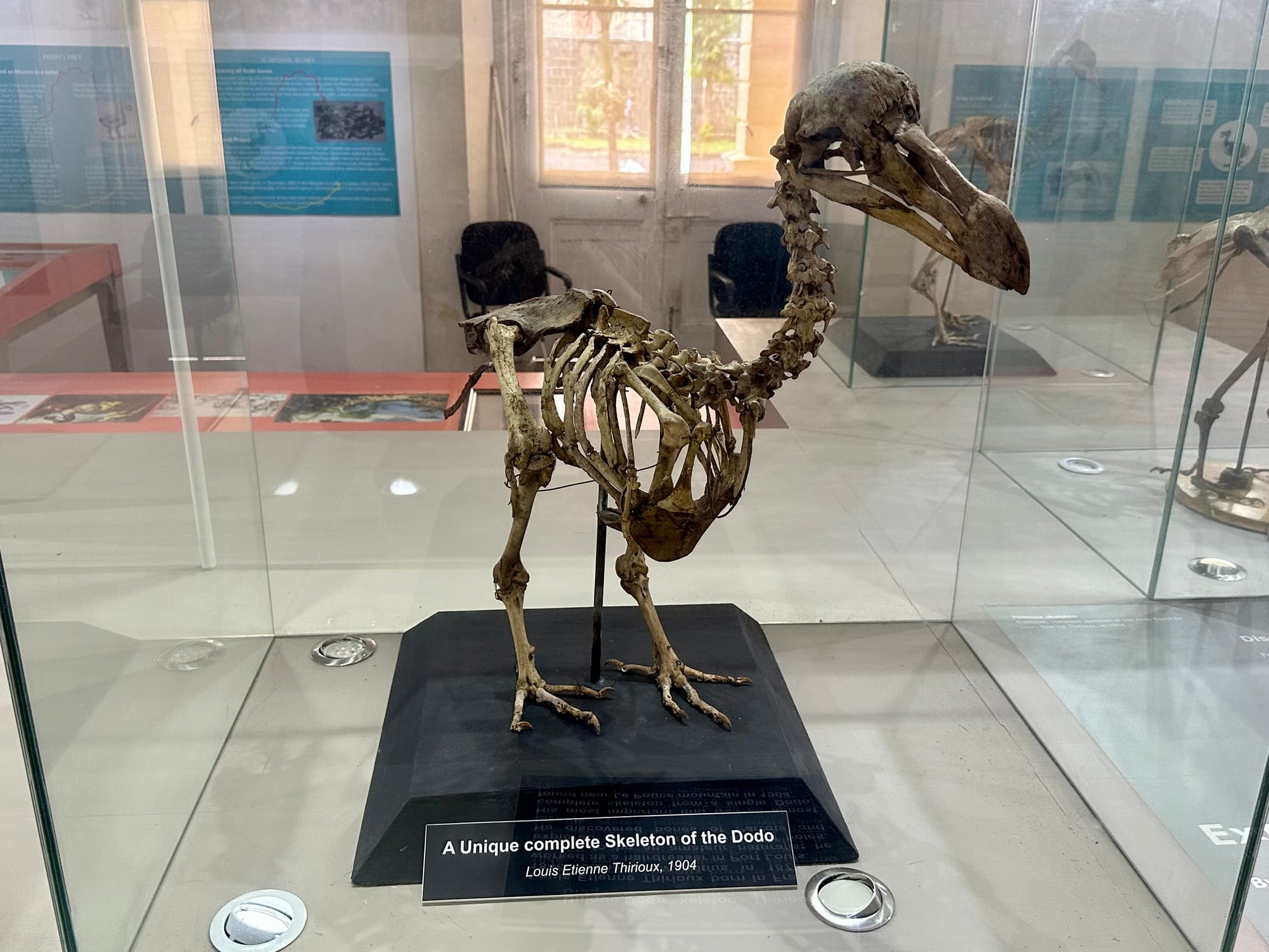 A brown bird skeleton with a huge hooked beak standing upright on a black base inside a glass display case