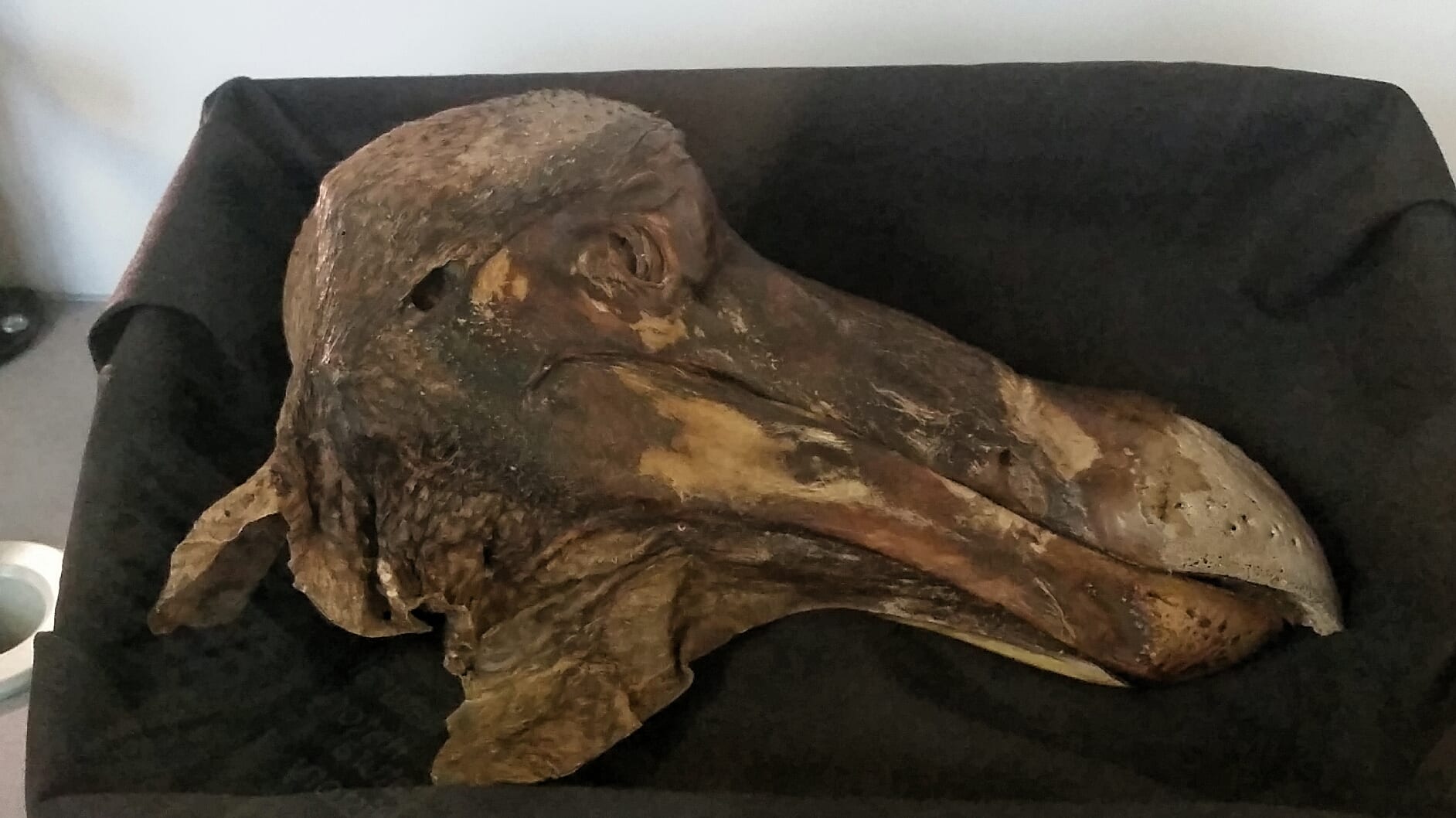 A dried, brown bird's head with a long hooked beak and patches of leathery skin, lying on dark cloth