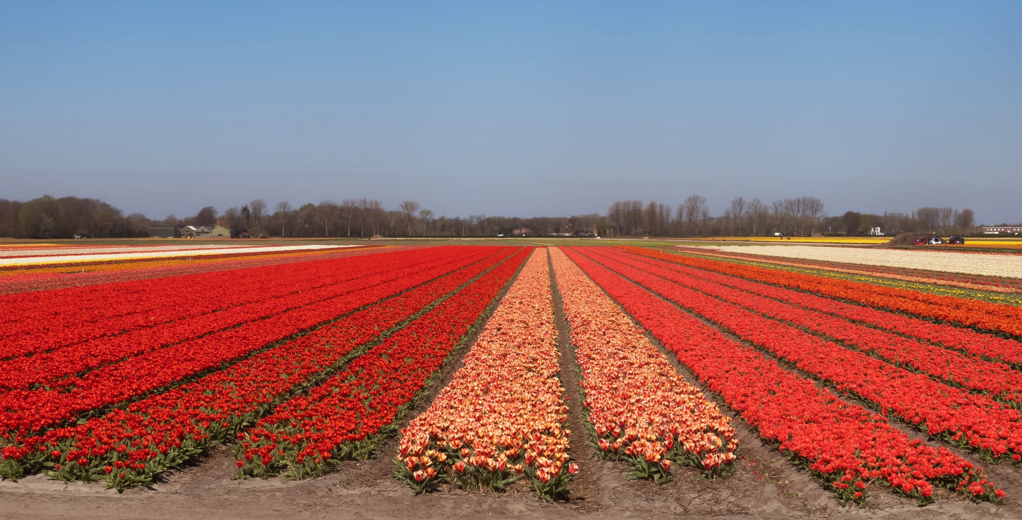 Long straight rows of red and orange-and-yellow tulips stretching across a flat field under a clear blue sky