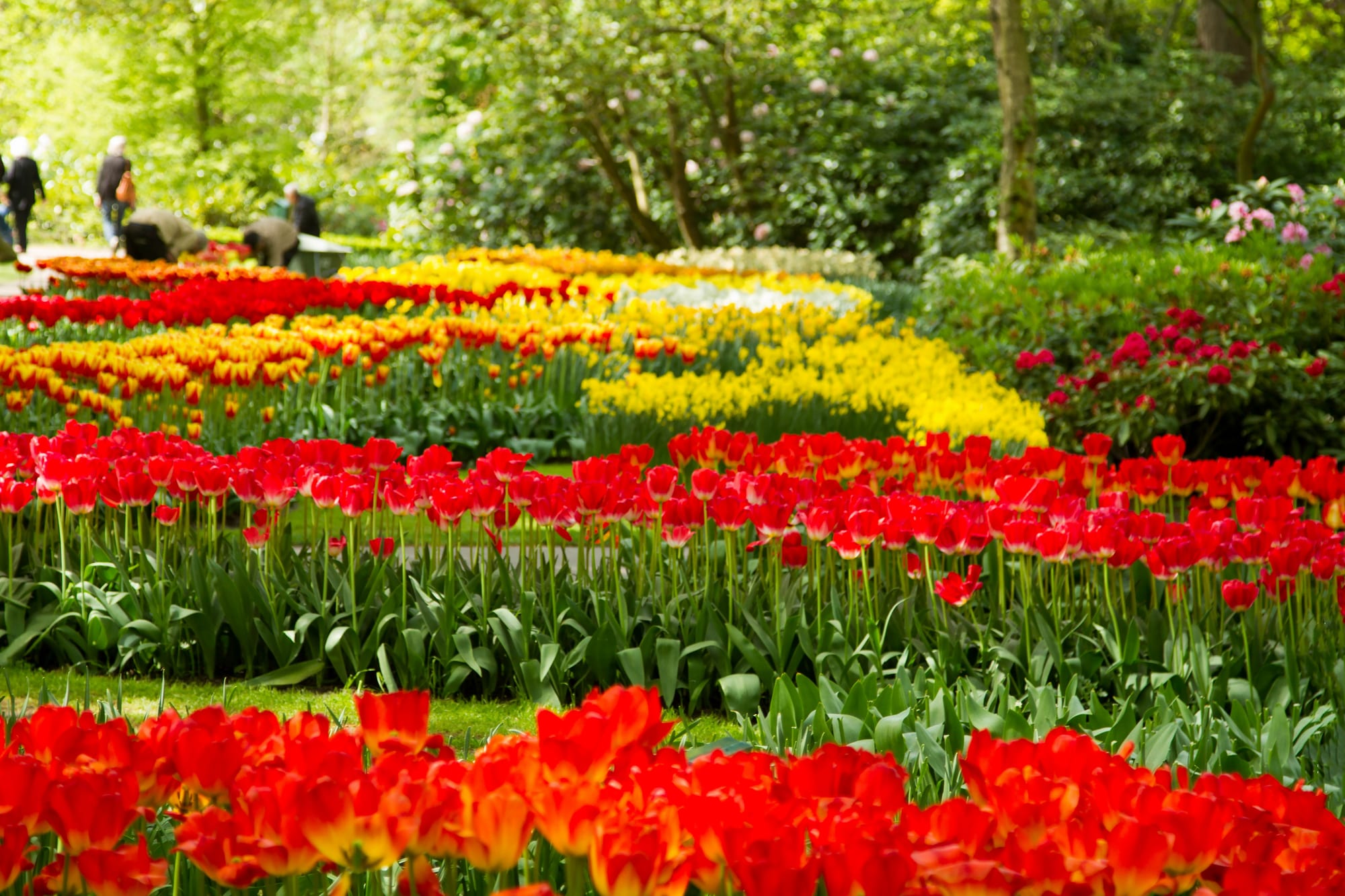 Beds of red, orange and yellow tulips and yellow daffodils curving through a green garden under trees, with visitors on a path