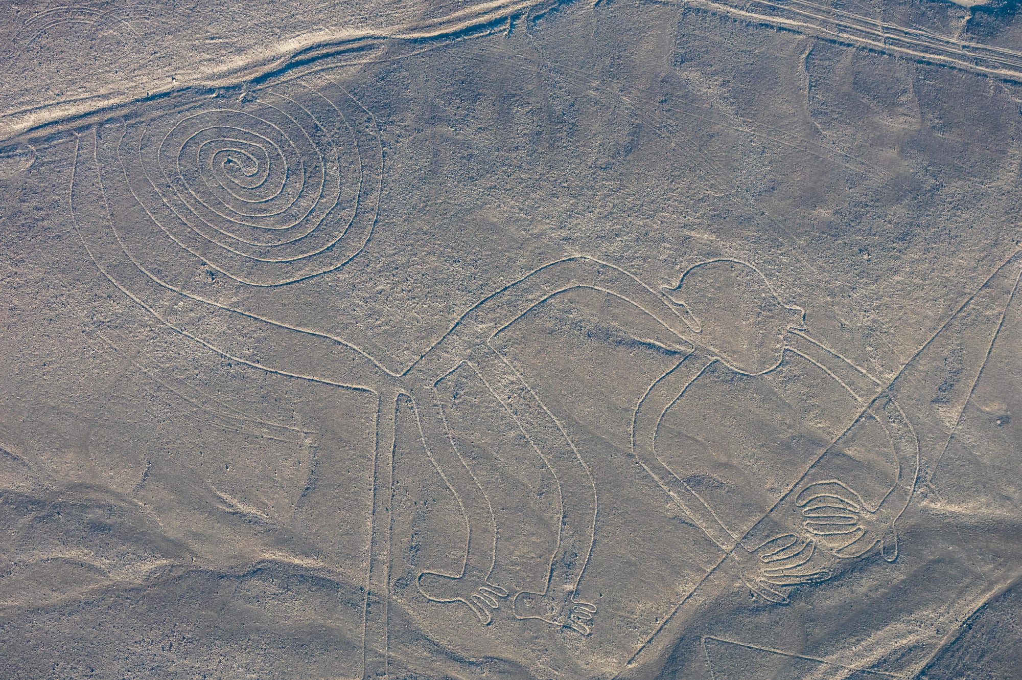 An aerial view of a monkey outline with a tightly spiralled tail, long arms and splayed hands, drawn in pale lines on grey-brown desert and crossed by straight lines
