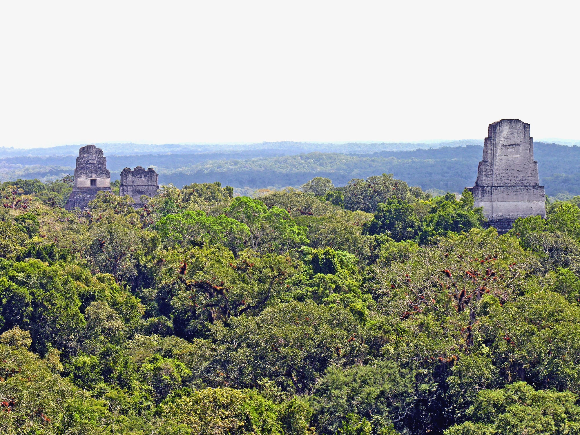 The stone roof combs of three ruined pyramid temples rising above an unbroken green rainforest canopy, with forested hills on the horizon