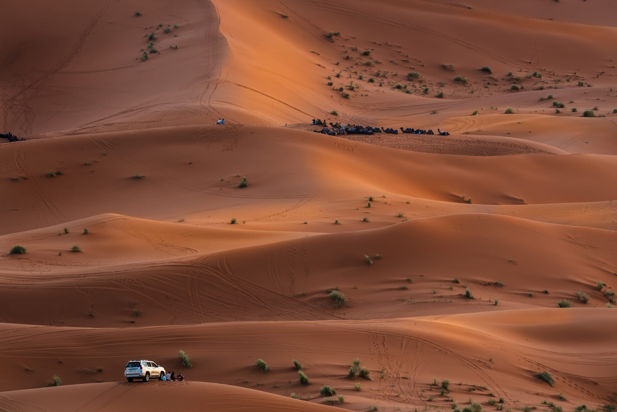 Rolling orange sand dunes dotted with small shrubs in low evening light, with a resting camel train and a parked four-wheel-drive car
