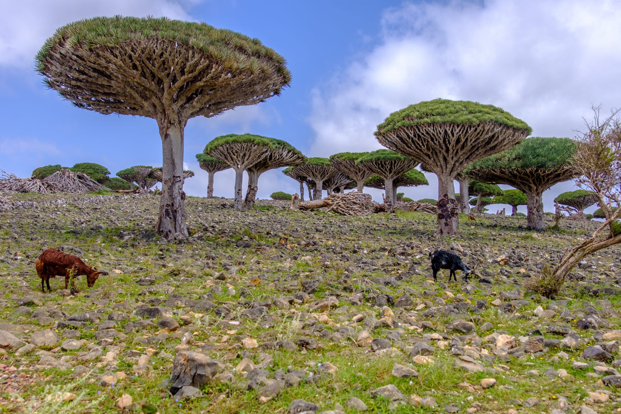 A grove of trees with bare, repeatedly forking branches and dense flat-topped crowns like upturned umbrellas, on a stony slope where a brown goat and a black goat graze