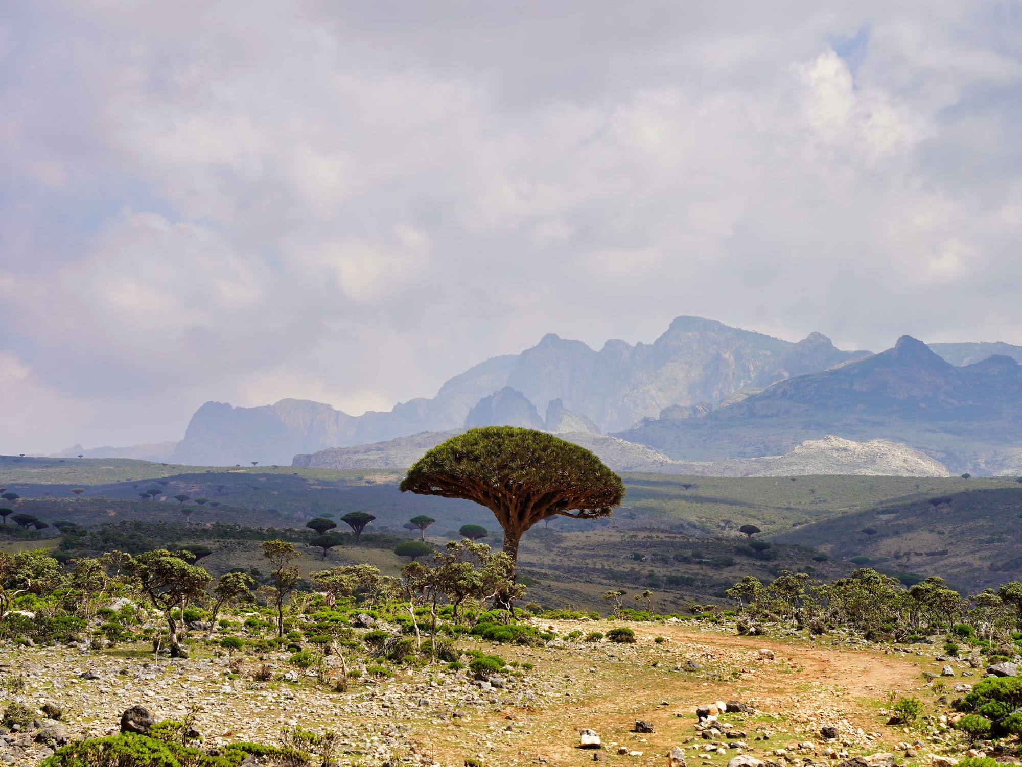 A single tree with a thick trunk and a dense, domed crown stands on a scrubby plateau, with more of the same trees scattered behind and craggy mountains under heavy cloud in the distance