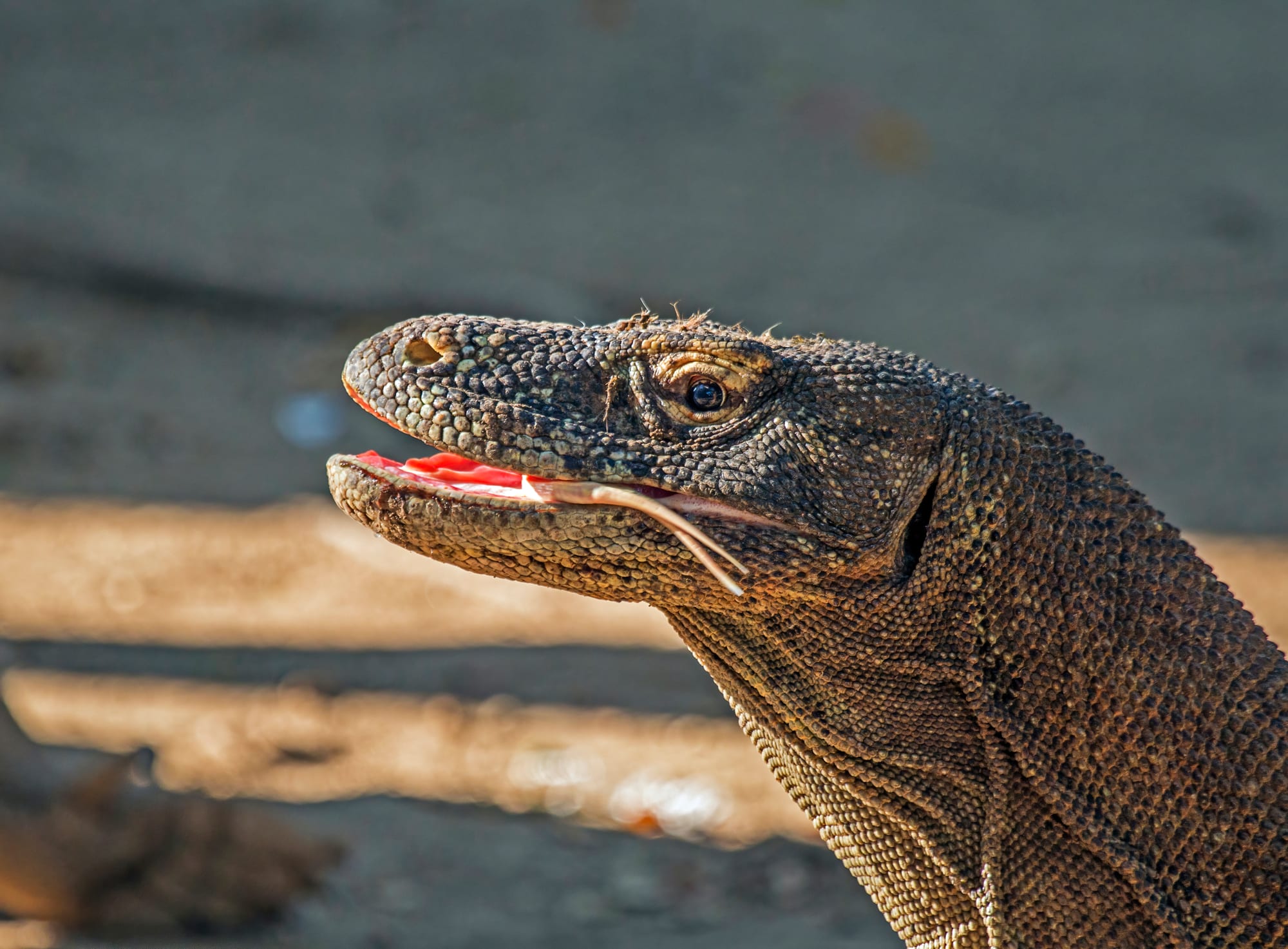 Close-up of the scaly head of a large lizard with its mouth open and a forked yellow tongue