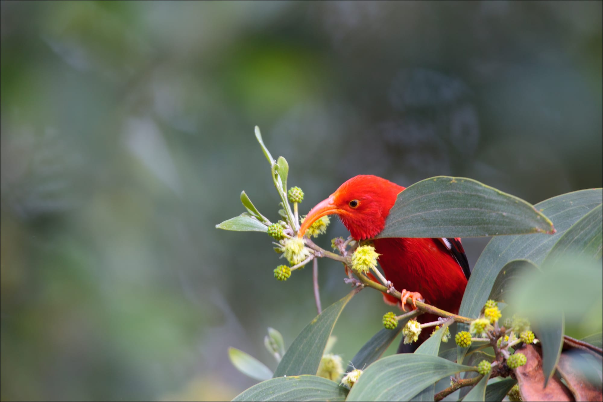 A bright red bird with a long, curved orange bill perched among green leaves and yellow flower buds