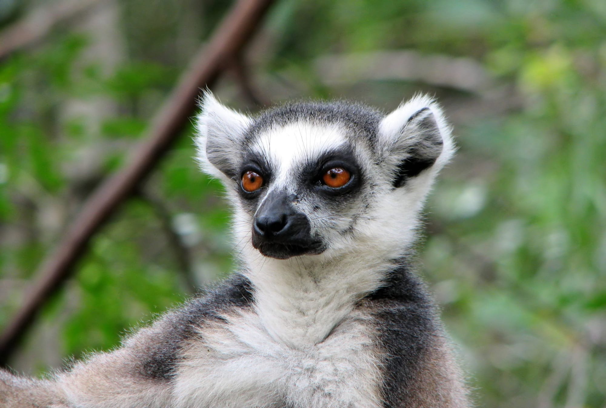 A ring-tailed lemur with grey fur, a white face mask and bright orange eyes, against green foliage