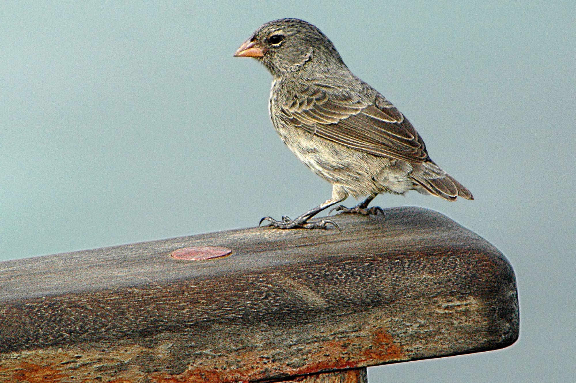 A small grey-brown finch with a short pinkish beak standing on a weathered wooden rail