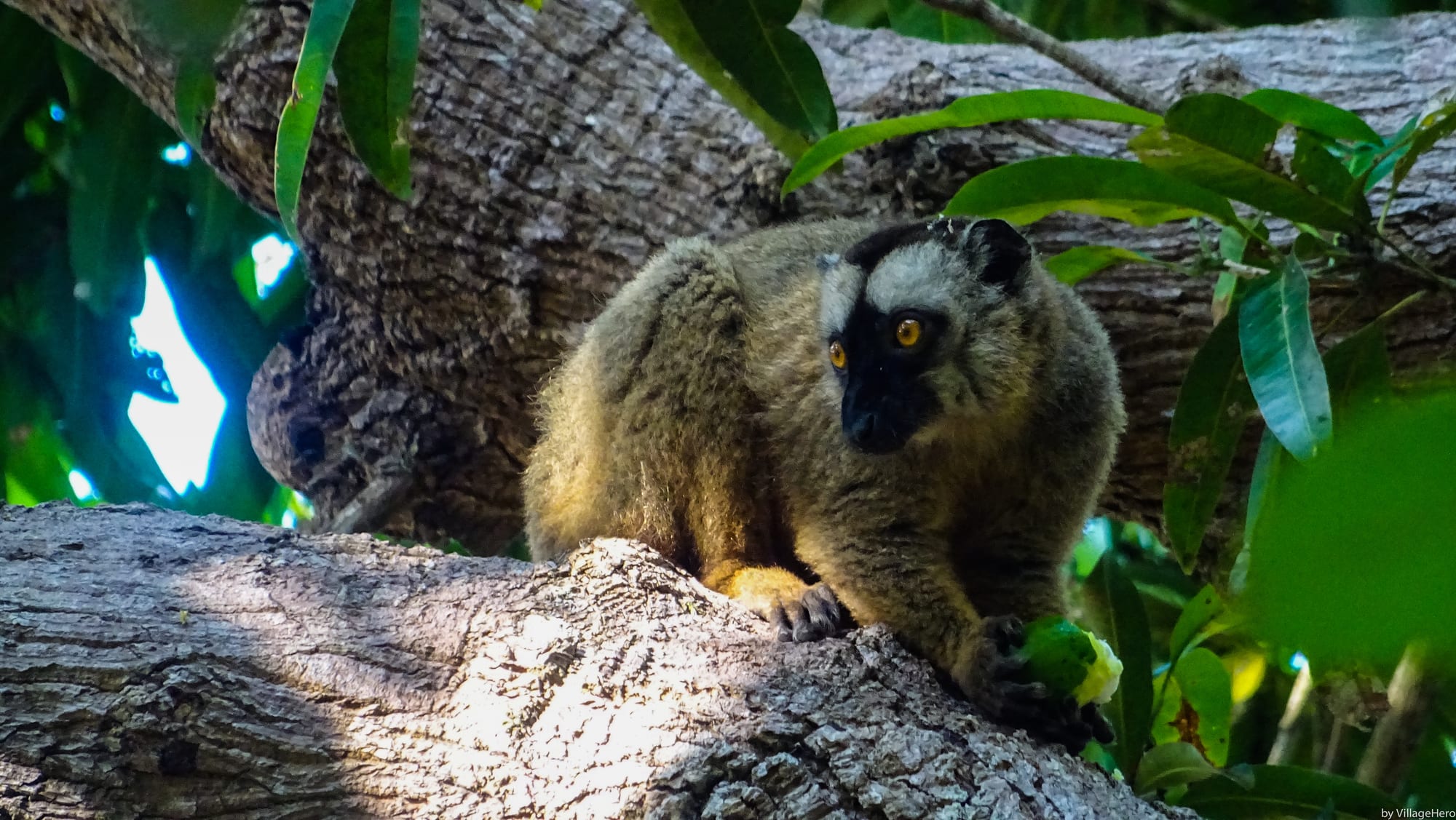 A brown lemur with a dark face and orange eyes crouching on a thick tree branch, holding a piece of green fruit