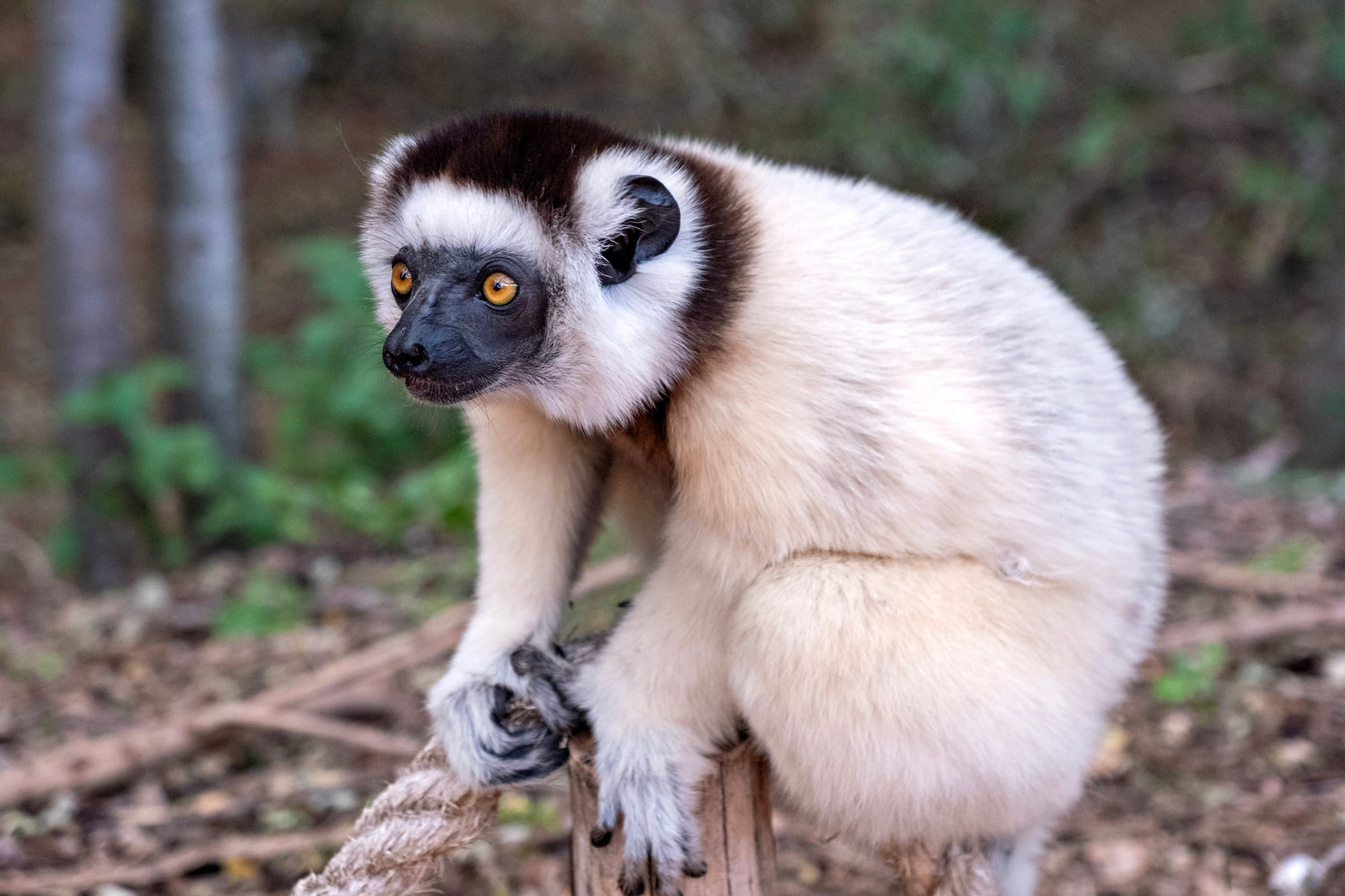 A white lemur with a dark brown cap, black face and orange eyes perched on a wooden post in dry forest