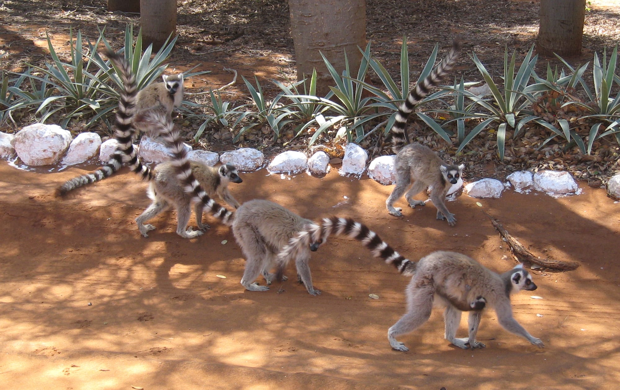 A small troop of grey lemurs with long black-and-white ringed tails walking across red earth beneath trees and spiky plants
