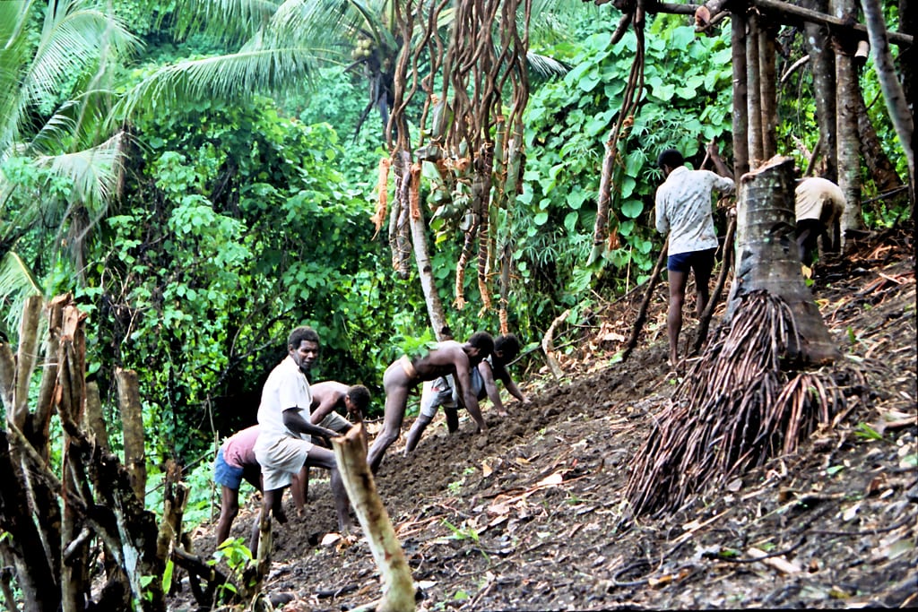 A group of men bent over a steep patch of bare earth in a forest clearing, breaking up the soil with sticks and hands