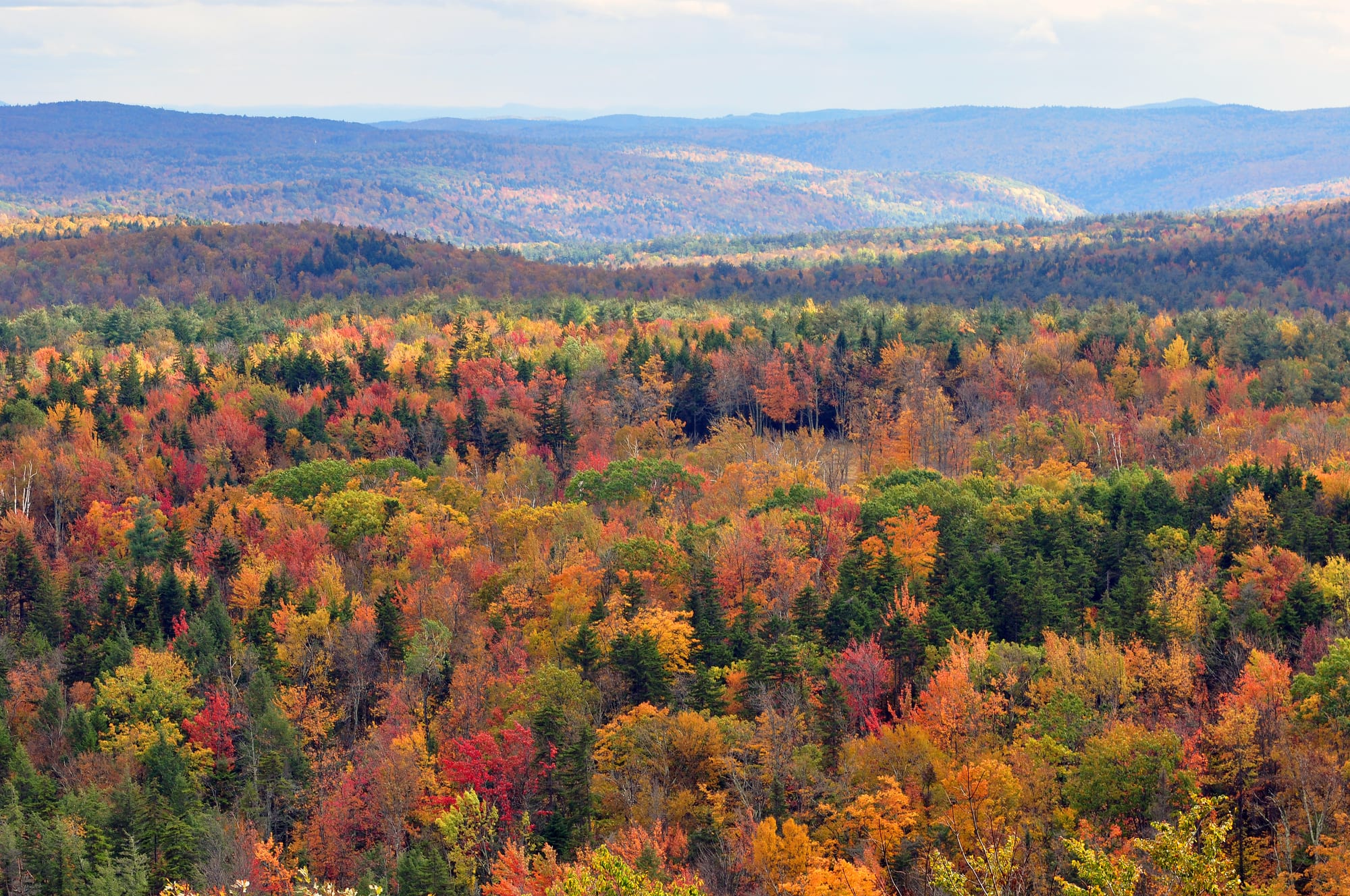 Rolling hills covered in a dense forest of red, orange, yellow and green trees under a pale sky