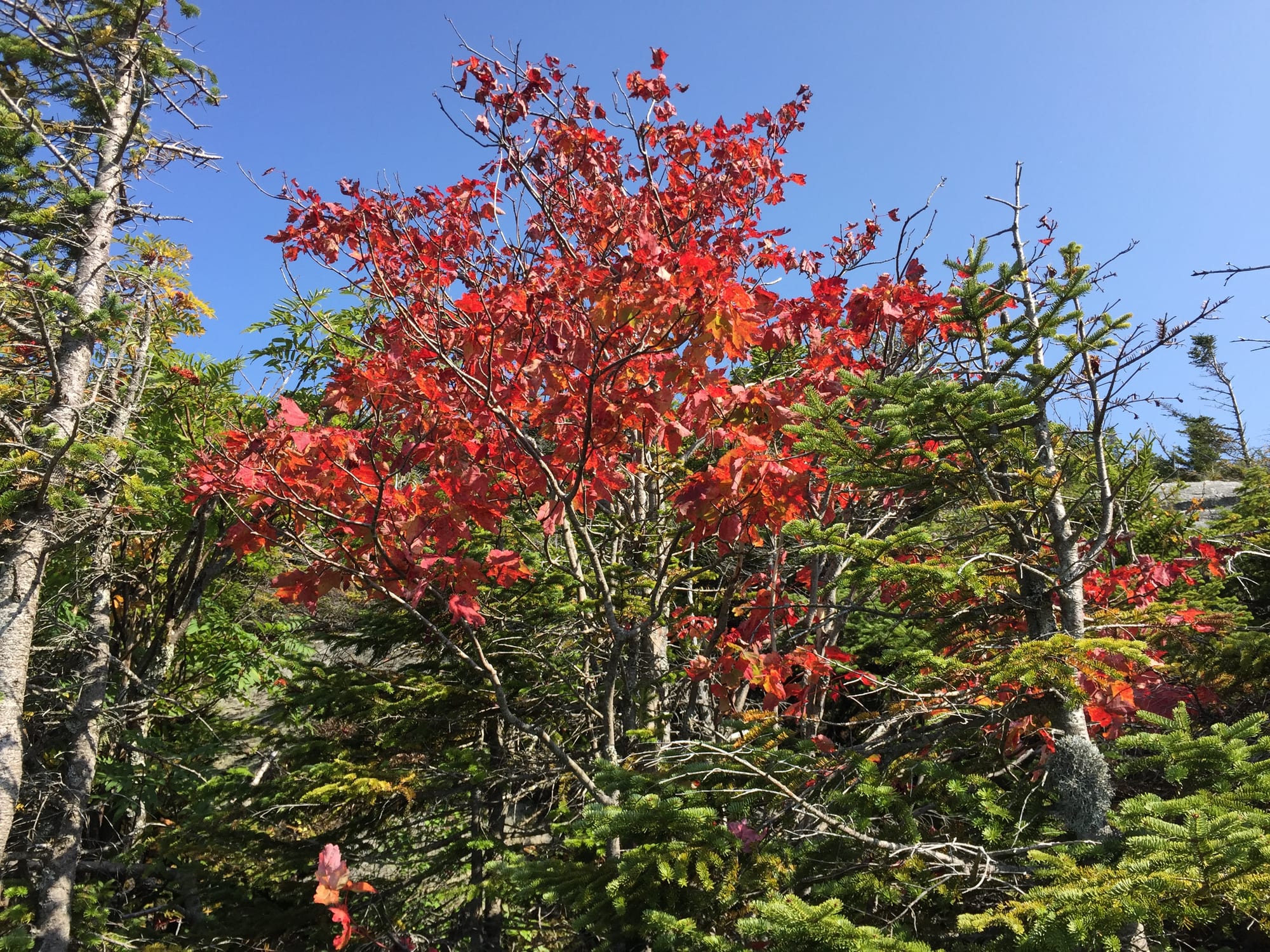 A small tree with bright scarlet leaves standing among green fir trees under a clear blue sky