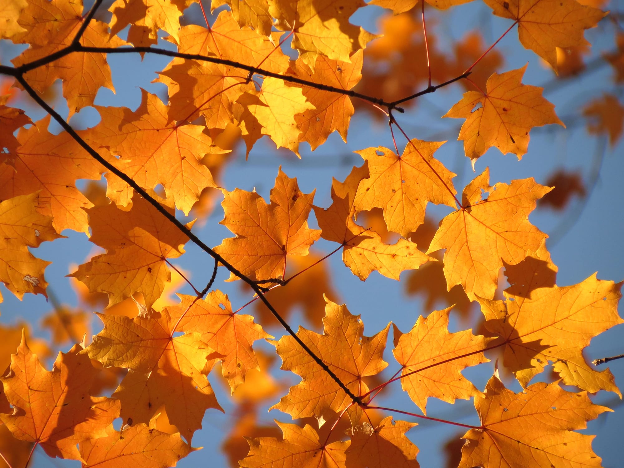 Golden-orange five-pointed maple leaves on thin dark twigs against a blue sky