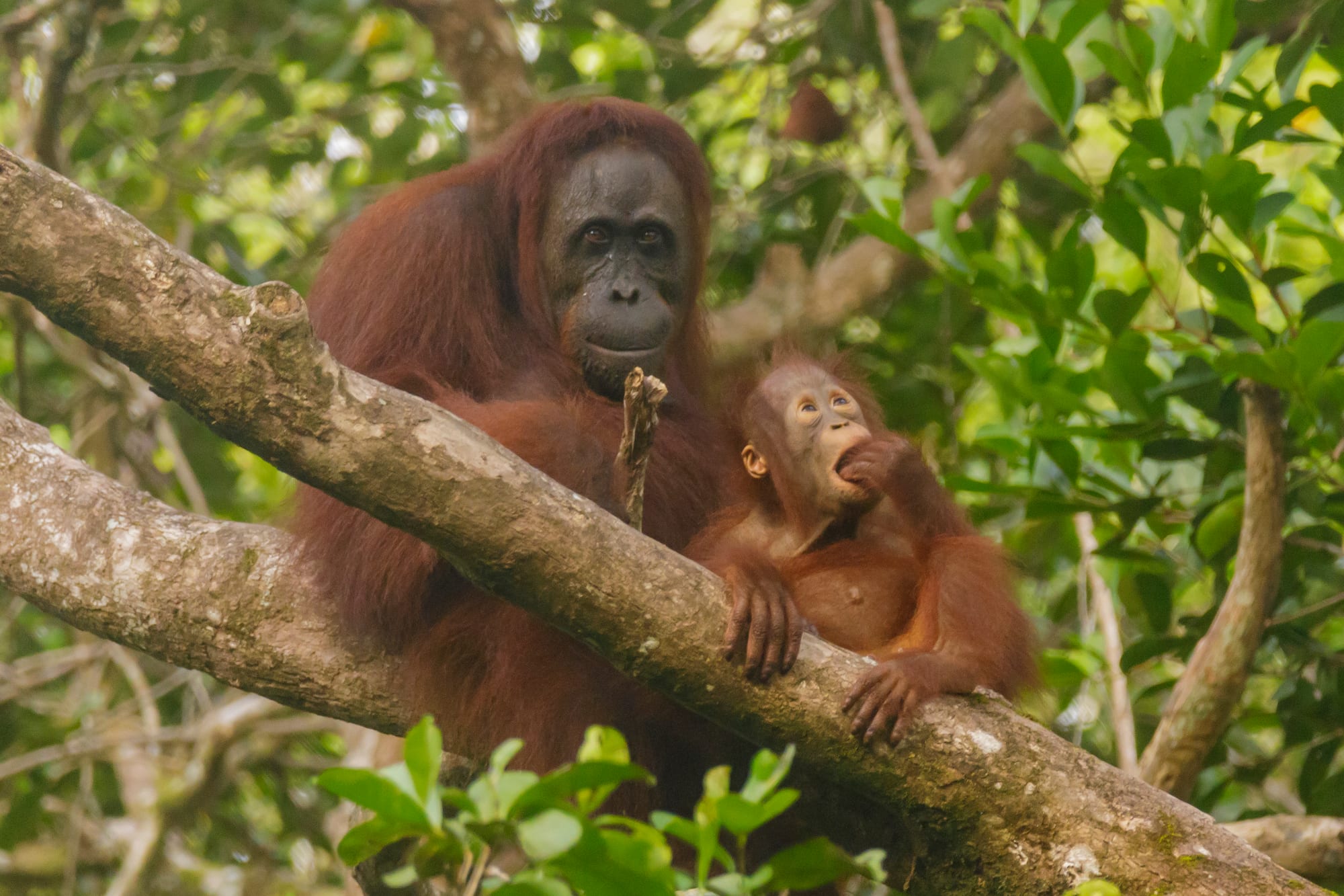 A large red-haired female orangutan and her infant sitting on a thick branch among green leaves