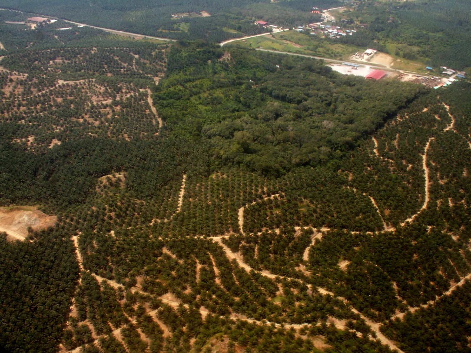 An aerial view of rows of oil palms covering rolling hills, with one patch of darker natural forest in the middle