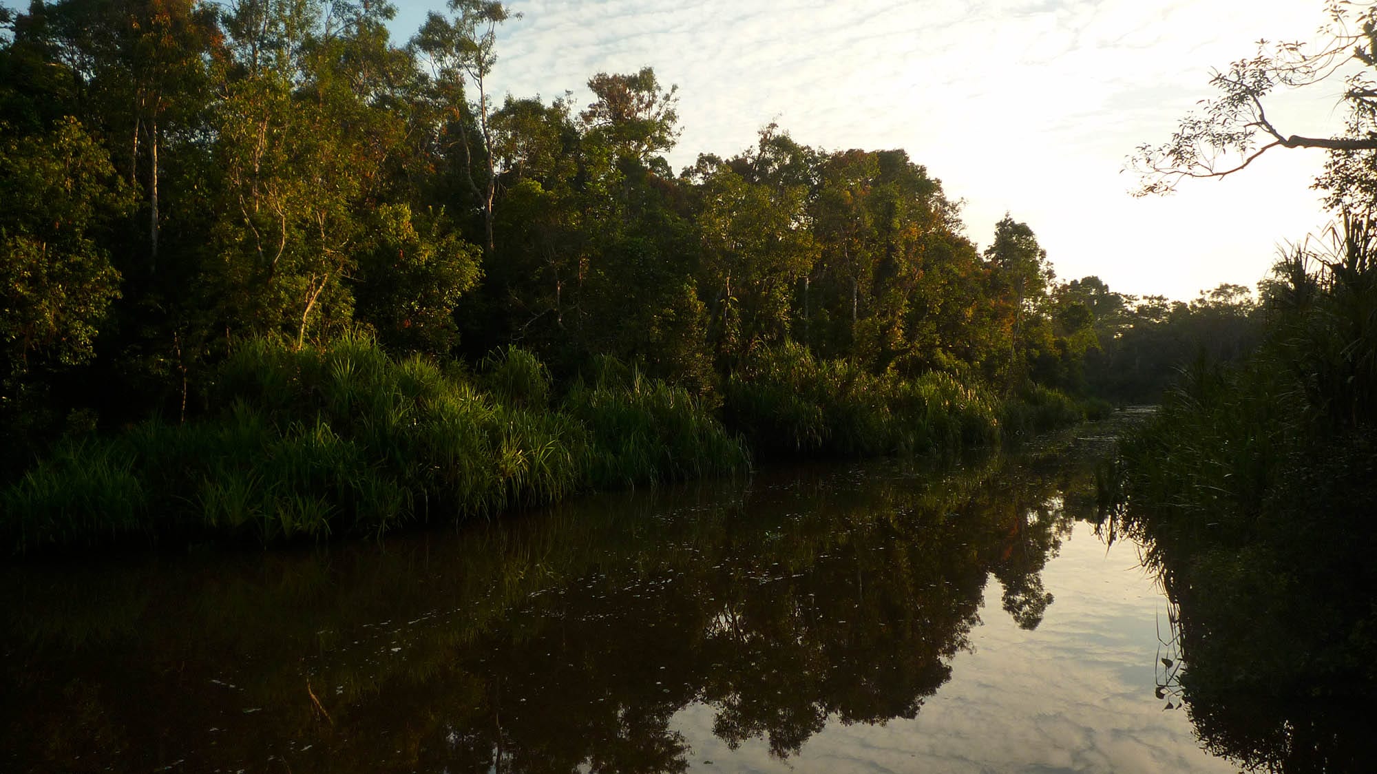 A calm dark river reflecting tall trees and reeds along its banks in evening light