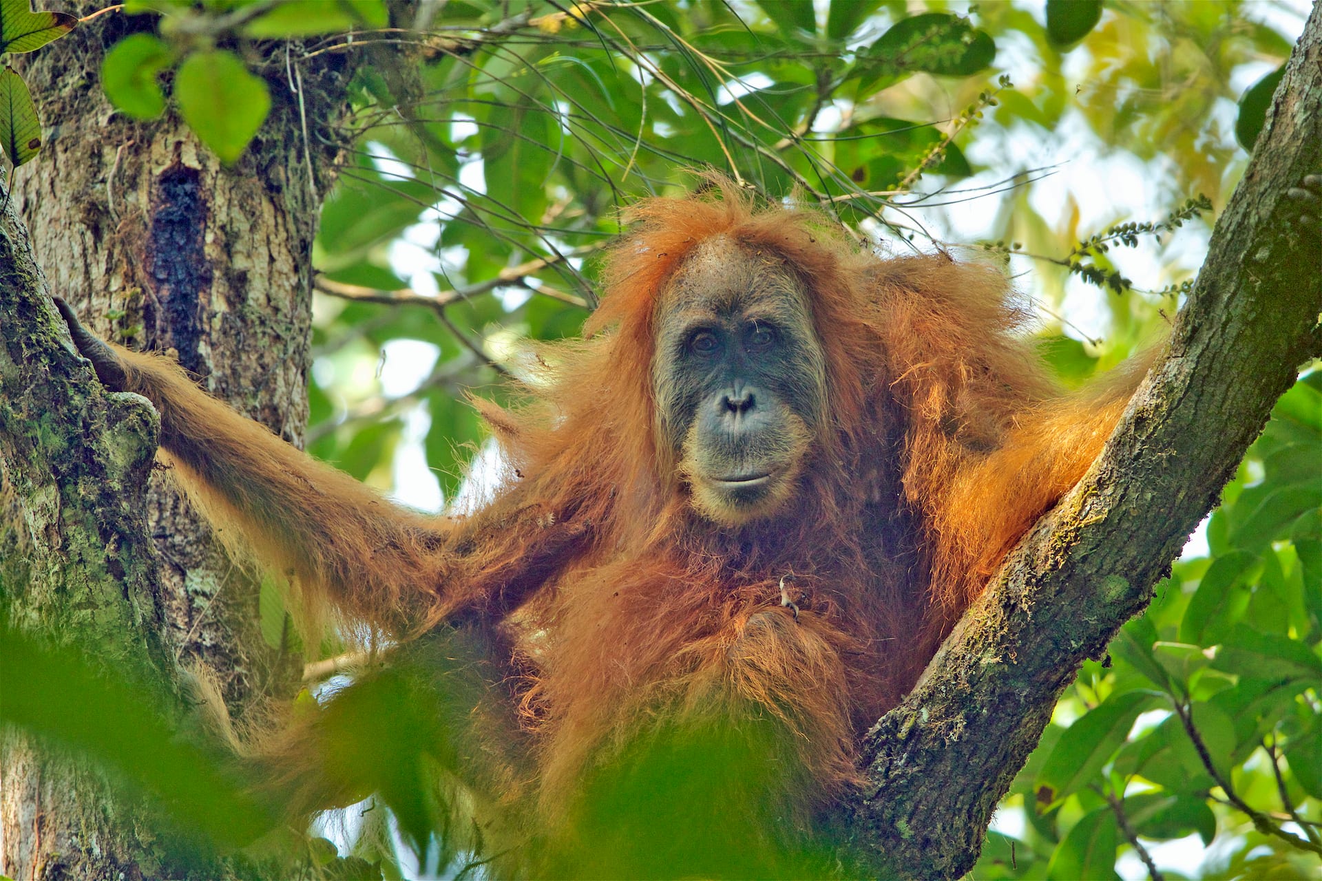 A shaggy orange-haired orangutan sitting in the fork of a tree, looking straight at the camera