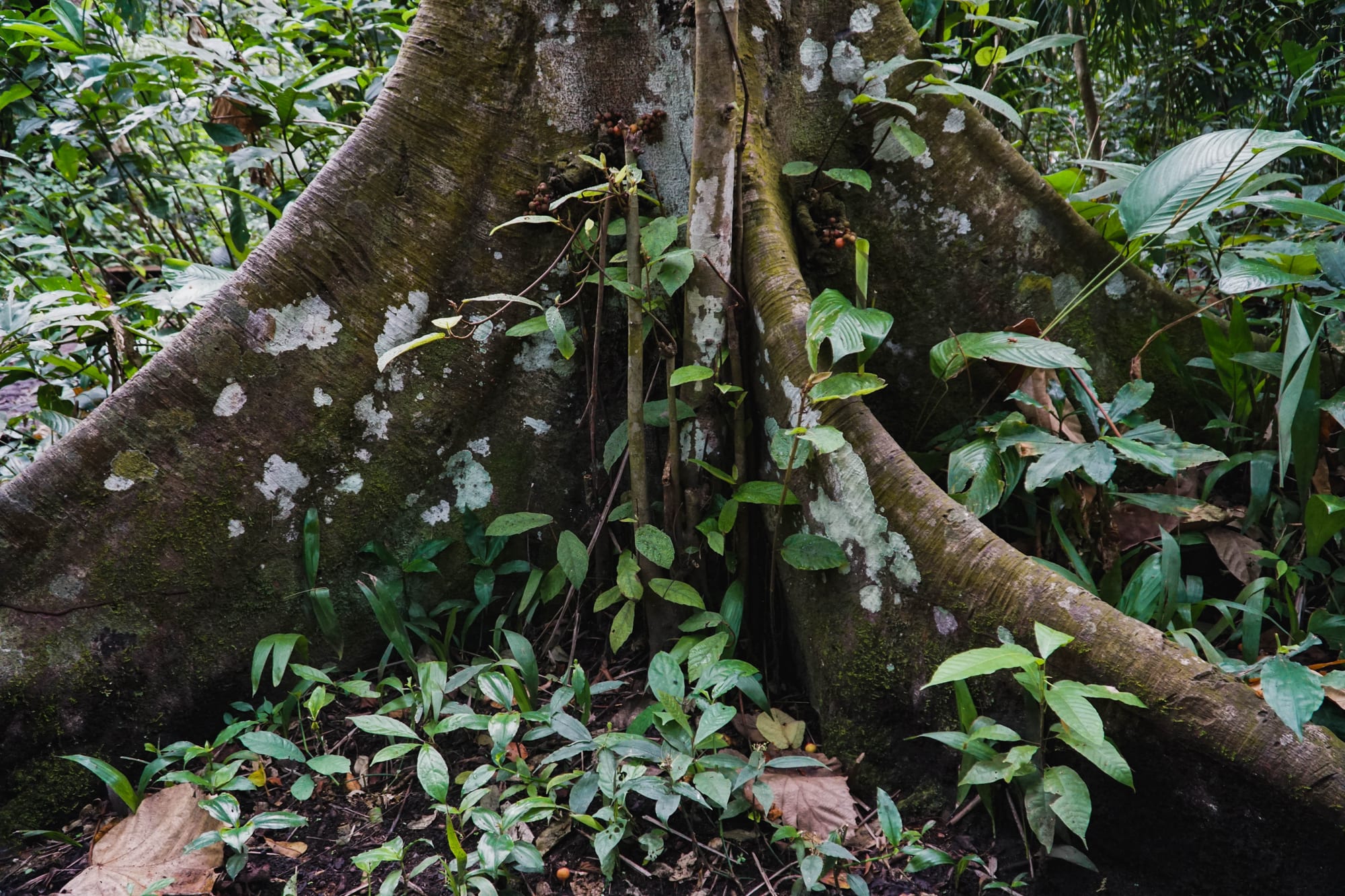 The base of a large tree trunk spreading into wide, wall-like roots among low green plants