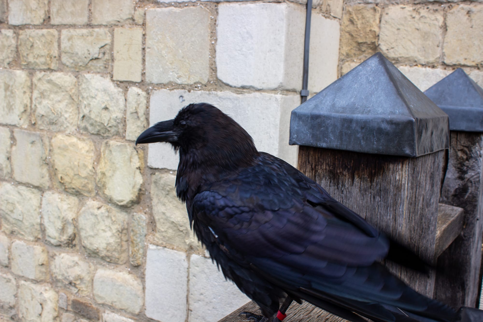 A large glossy black raven with a heavy curved beak and a red band on one leg perches on a wooden fence post in front of a pale stone wall