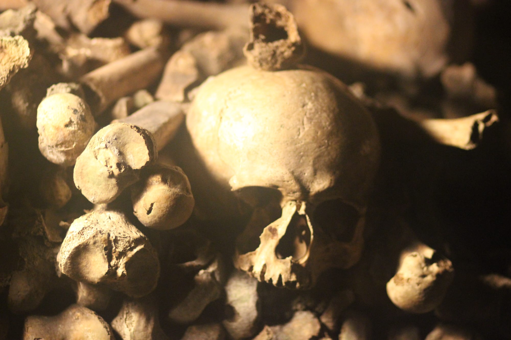 A close-up of a human skull resting among the rounded ends of stacked thigh bones in dim light