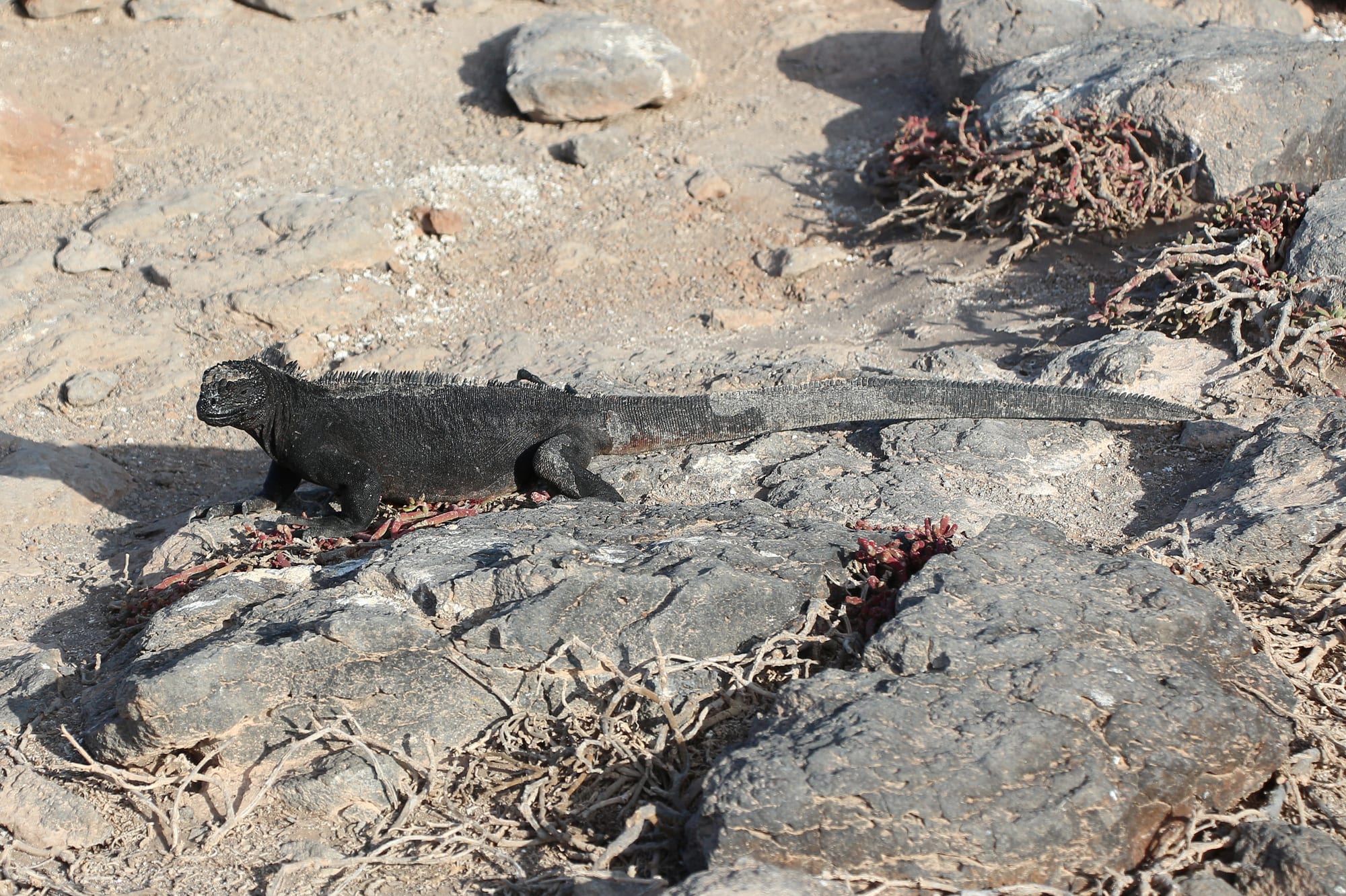 A black, spiny-backed lizard with a long tail walking across grey volcanic rock and dry red-tinged plants