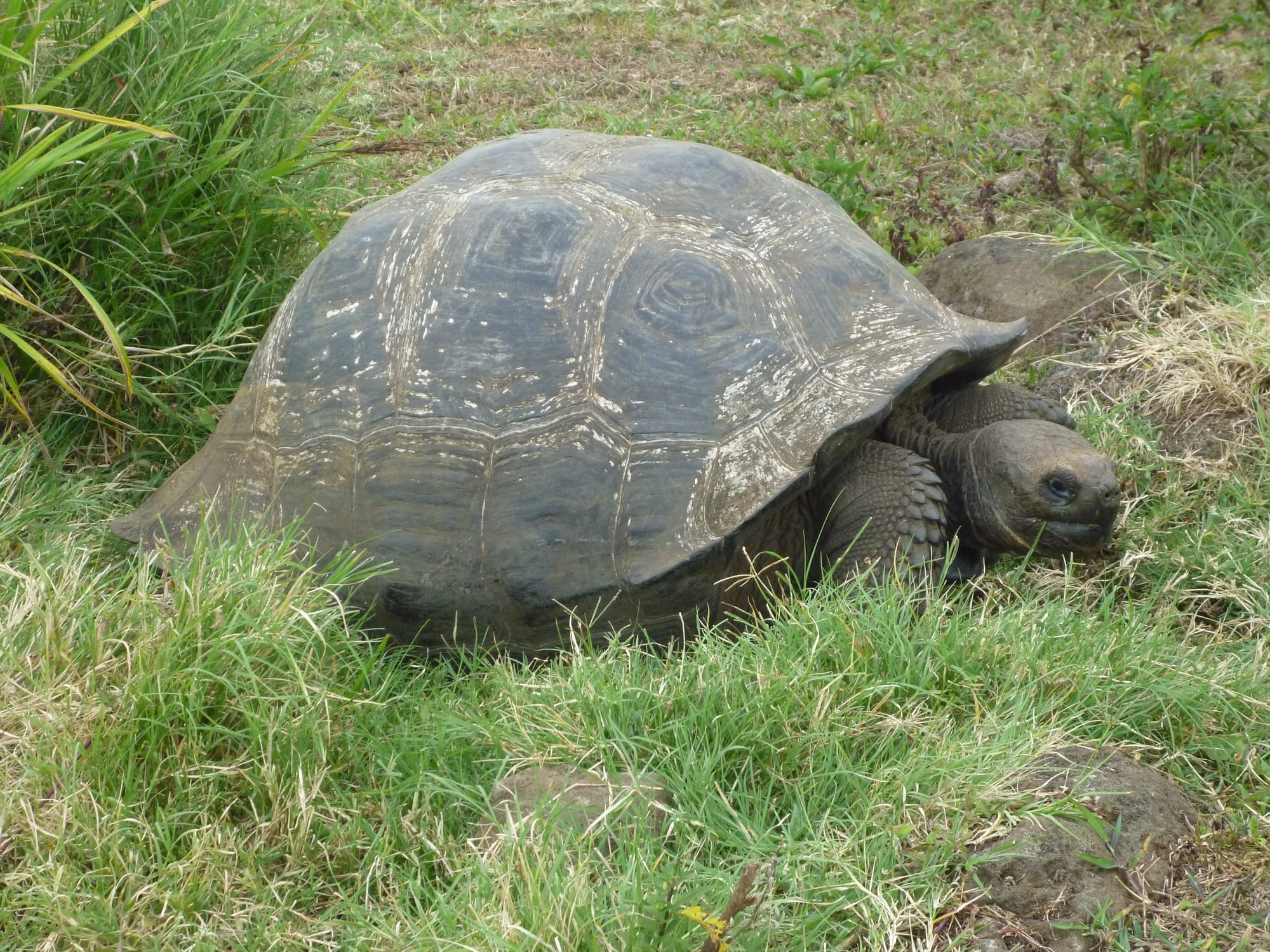 A giant tortoise with a high, domed grey shell resting its head on the grass