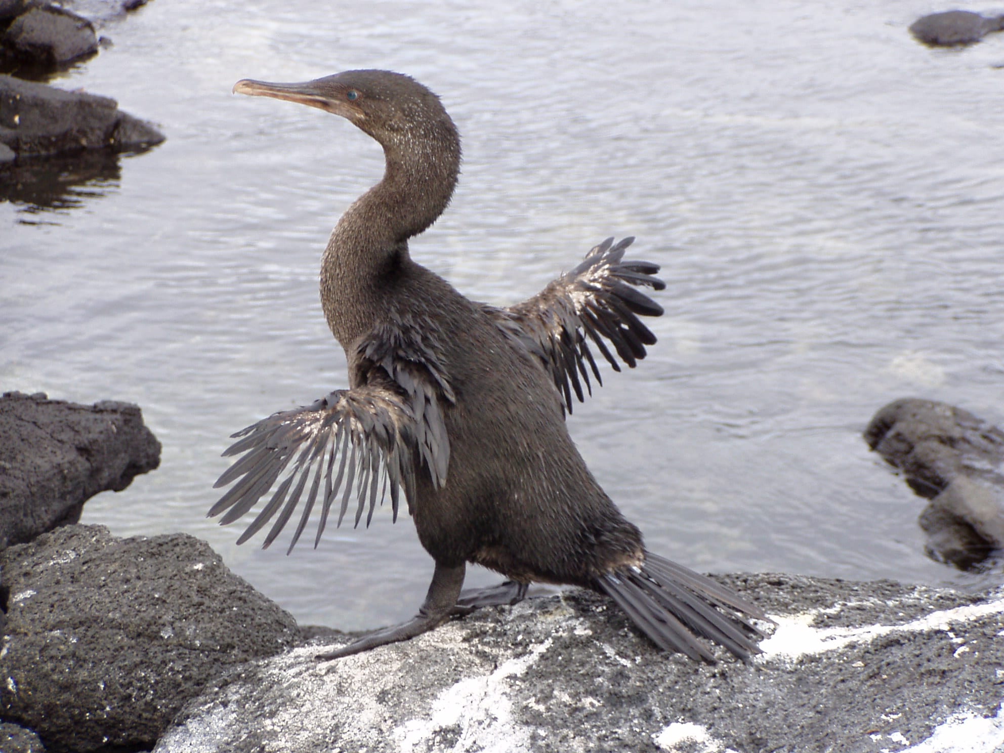 A dark brown, long-necked waterbird with small, ragged wings held out to dry, standing on black lava rock by the sea