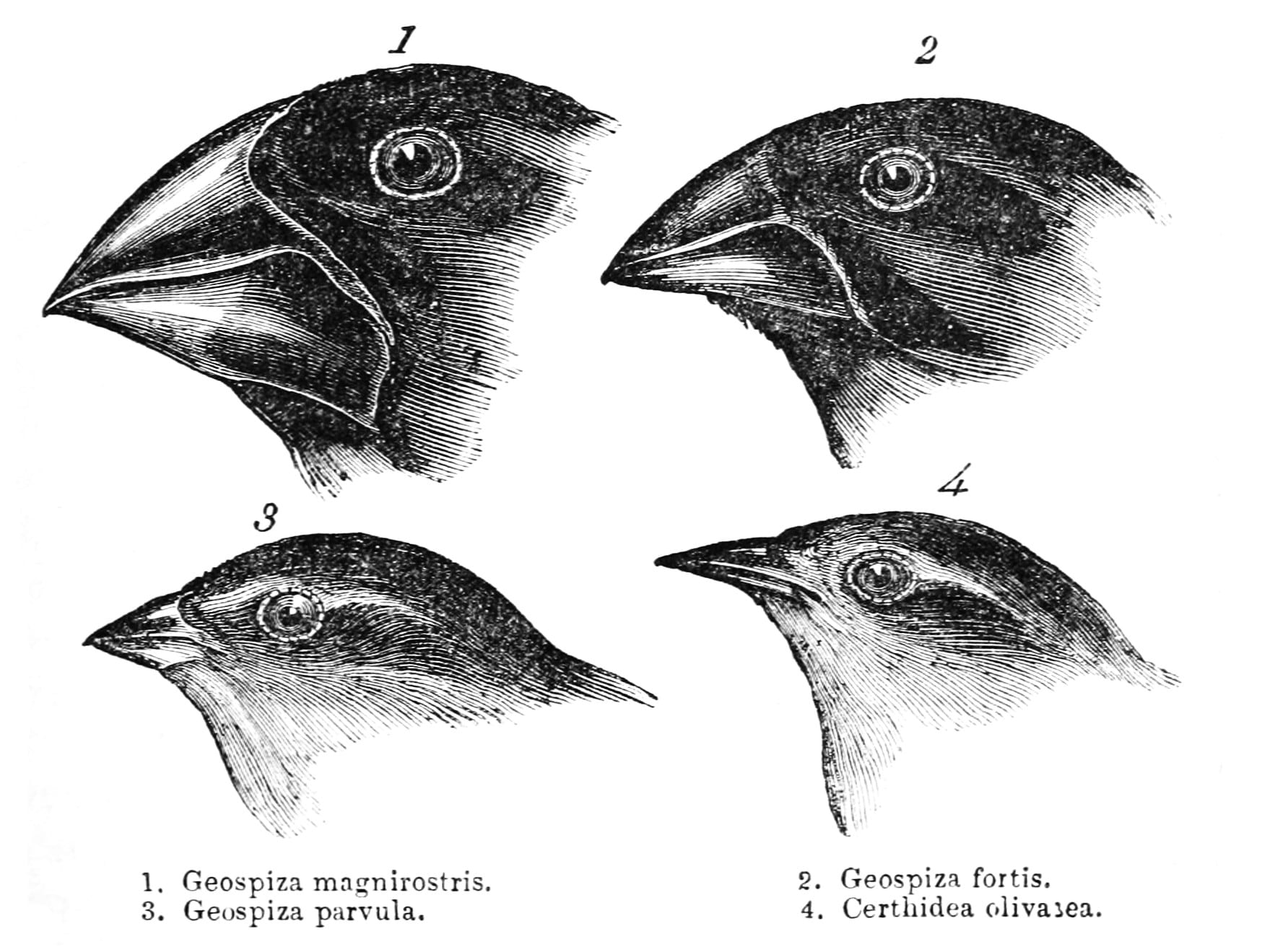 A black and white engraving of four finch heads with beaks ranging from very thick and deep to thin and pointed