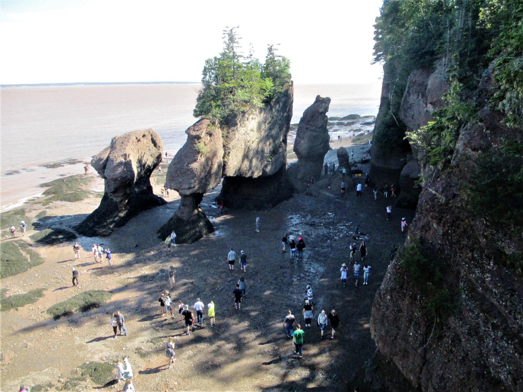 People walking on a wet sea floor among tall, tree-topped rock pillars at low tide, with the muddy sea far out beyond