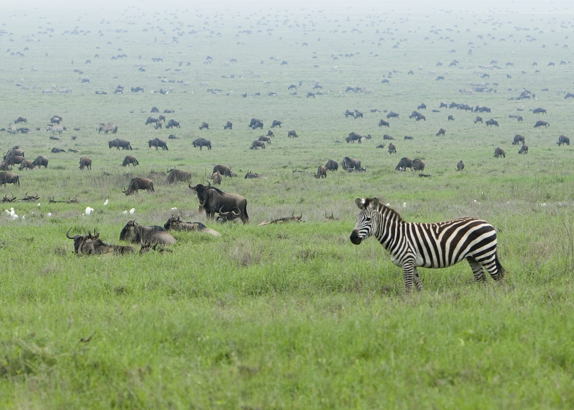 A zebra standing in green grass in the foreground, with wildebeest lying and grazing behind it and thousands more scattered across a hazy plain to the horizon
