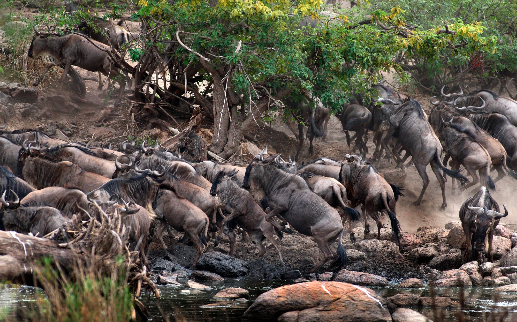 A tightly packed herd of wildebeest scrambling up a rocky bank away from the water, kicking up dust under a tree