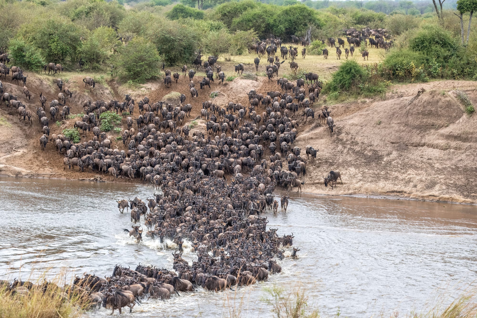 A dense column of dark wildebeest pouring down a dusty riverbank and splashing across a brown river