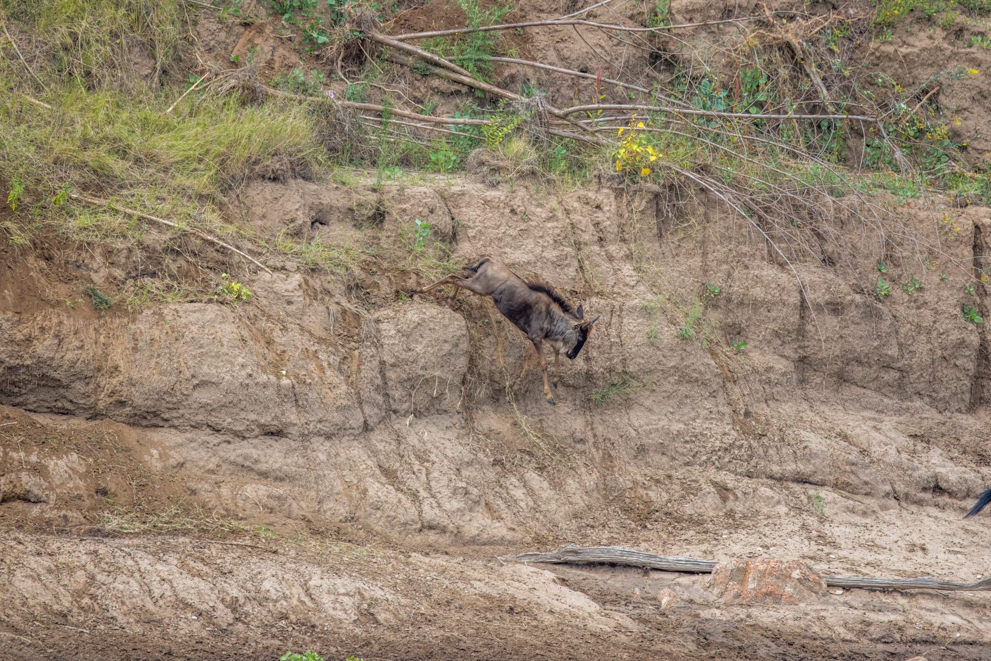 A single wildebeest leaping down a steep, crumbling earth bank towards a river