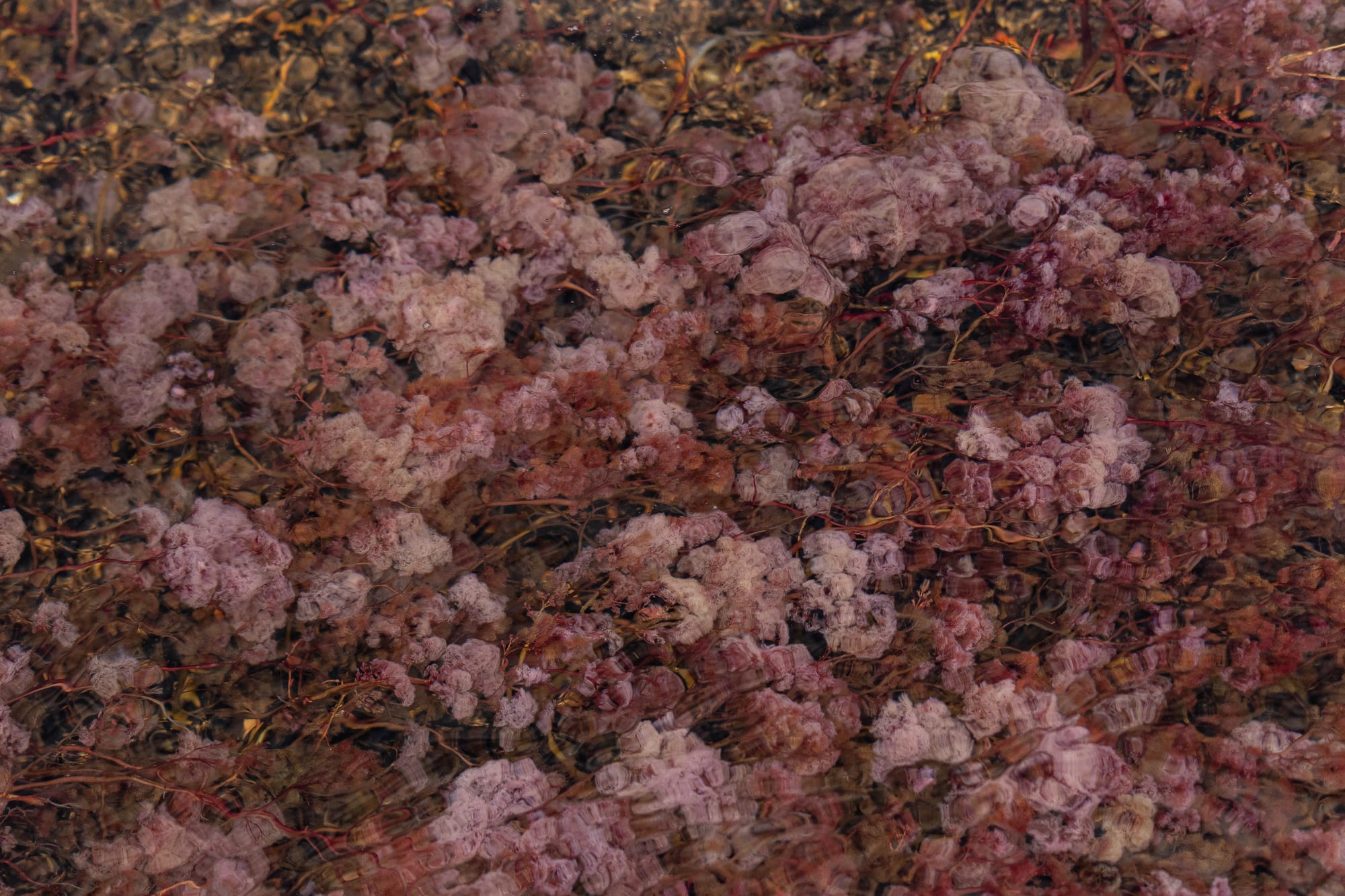 Close view through rippling water of dense clumps of pink and dark red plants with thin reddish stems