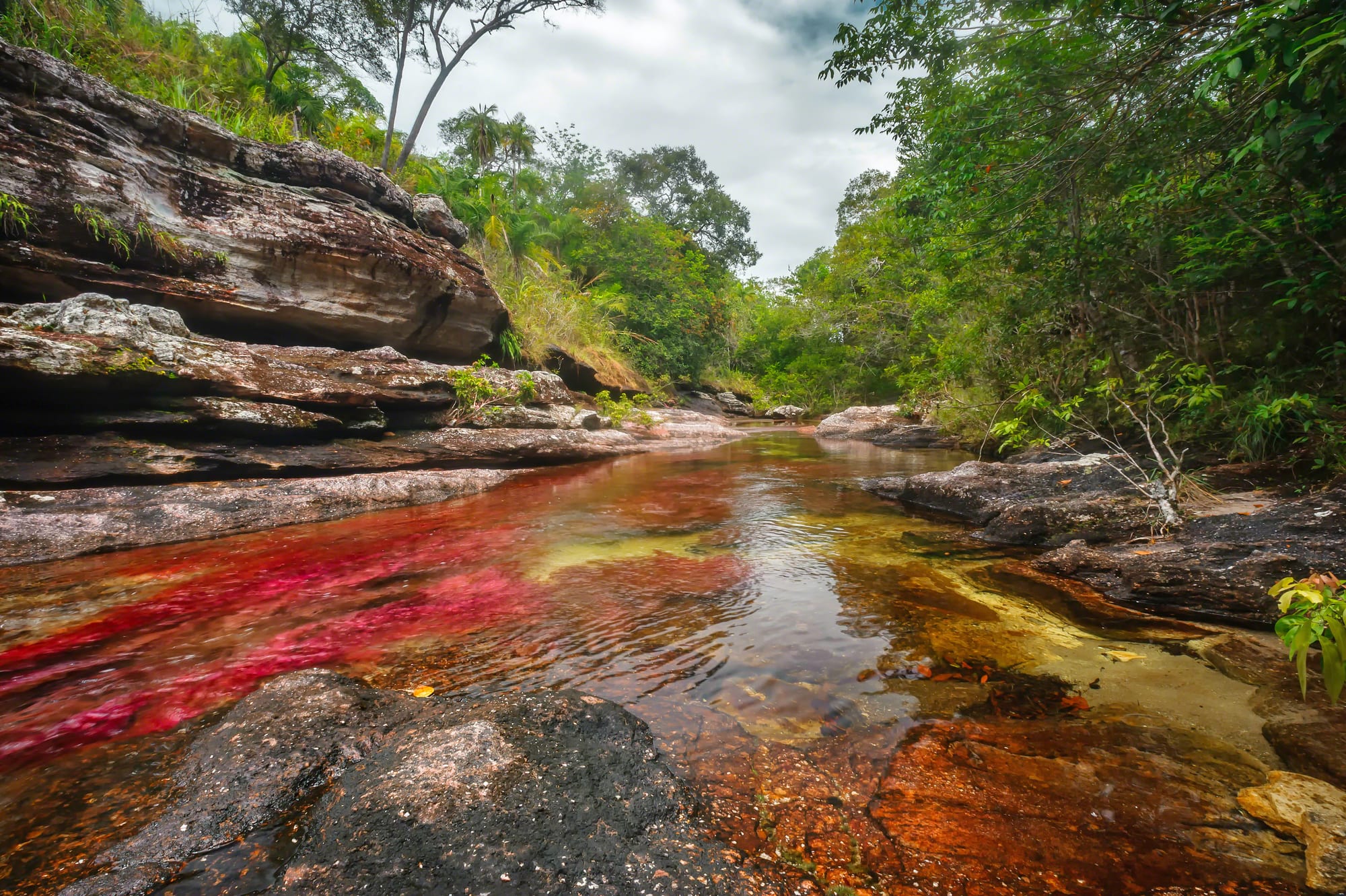 A shallow, clear stream flowing over layered rock between forested banks, with streaks of bright red and yellow plants on its bed