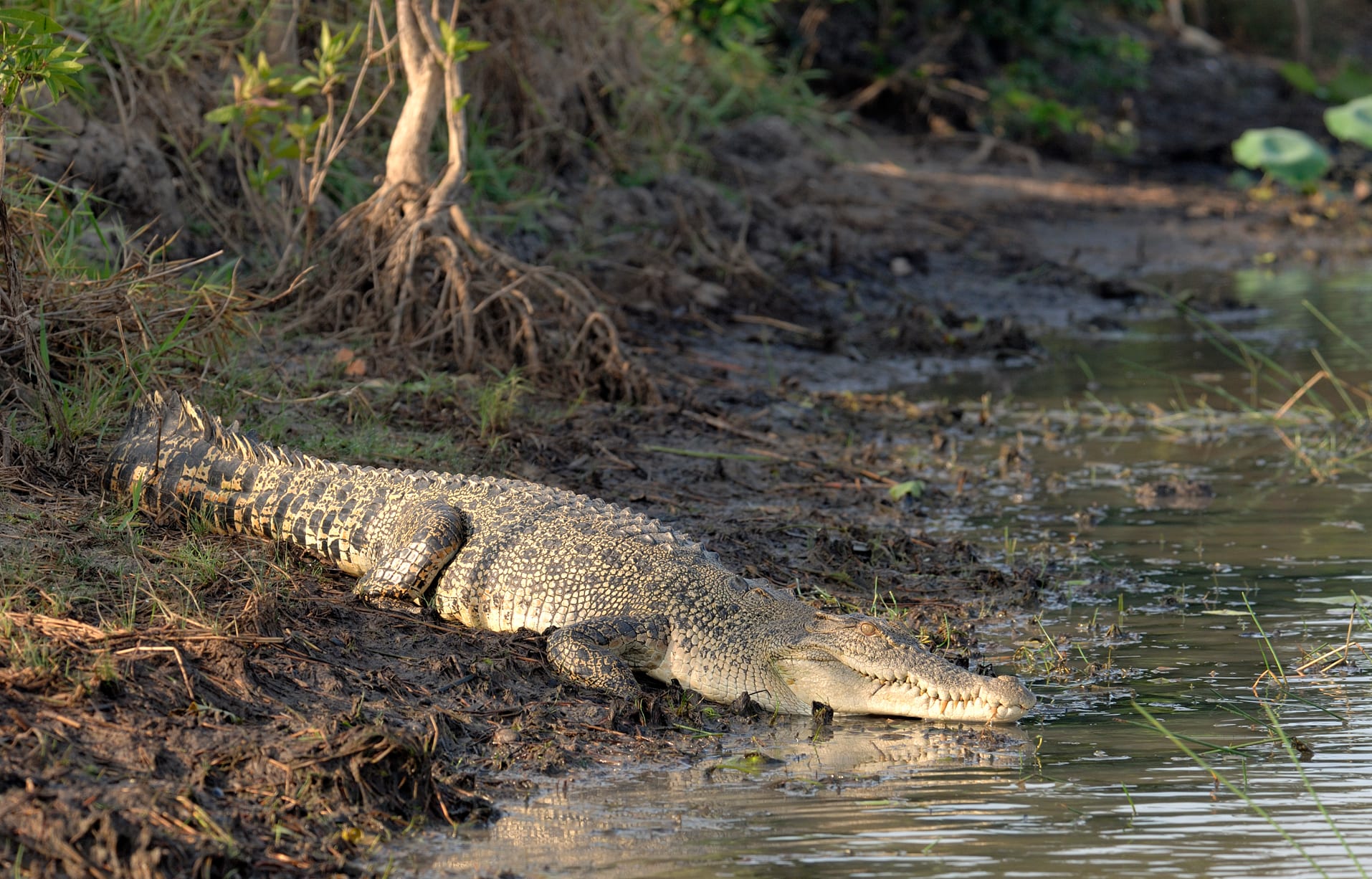 A large grey-green crocodile with a long armoured tail lying on a muddy riverbank at the water's edge
