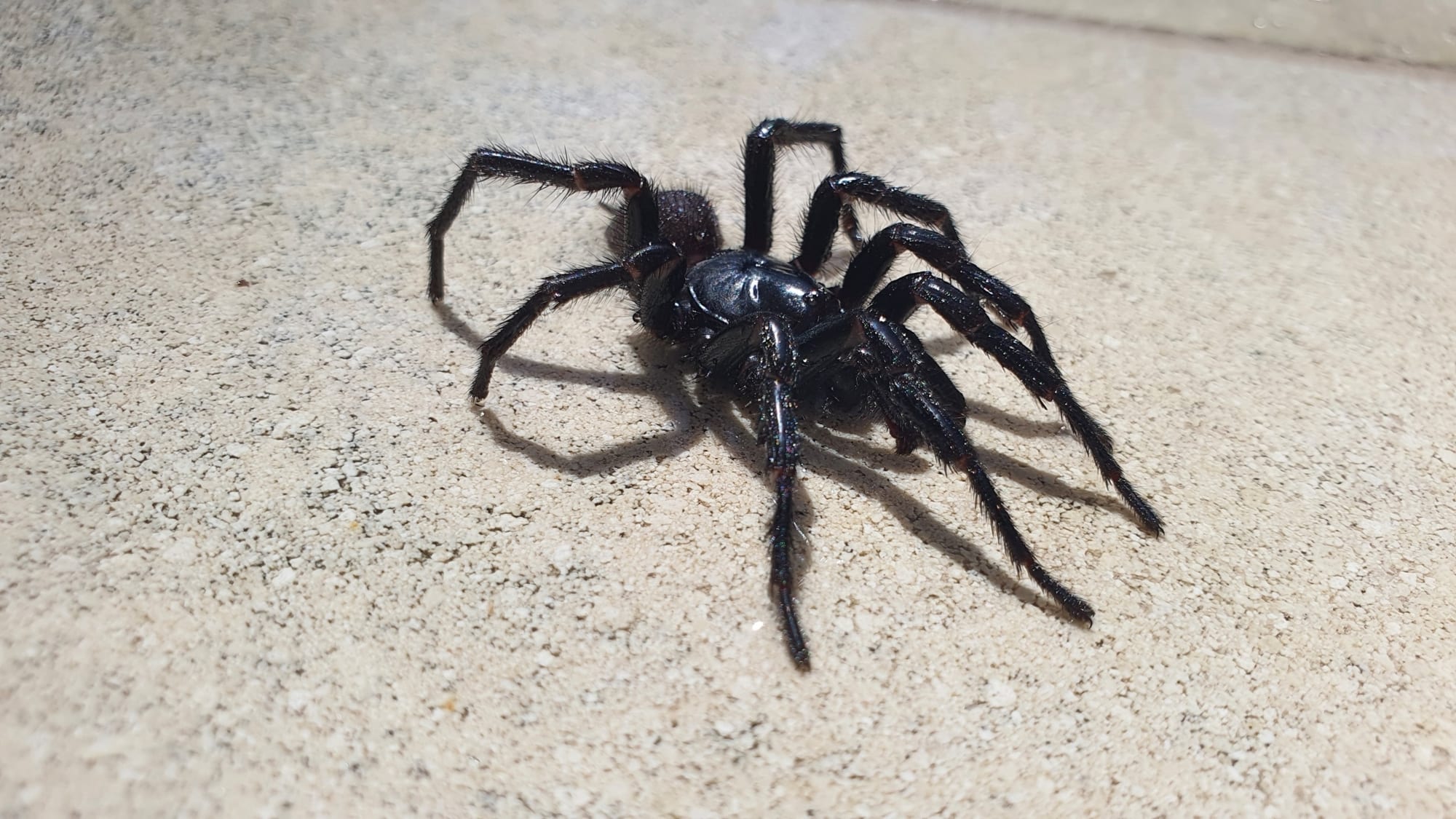 A glossy black spider with long, thick legs standing on a pale sandy surface