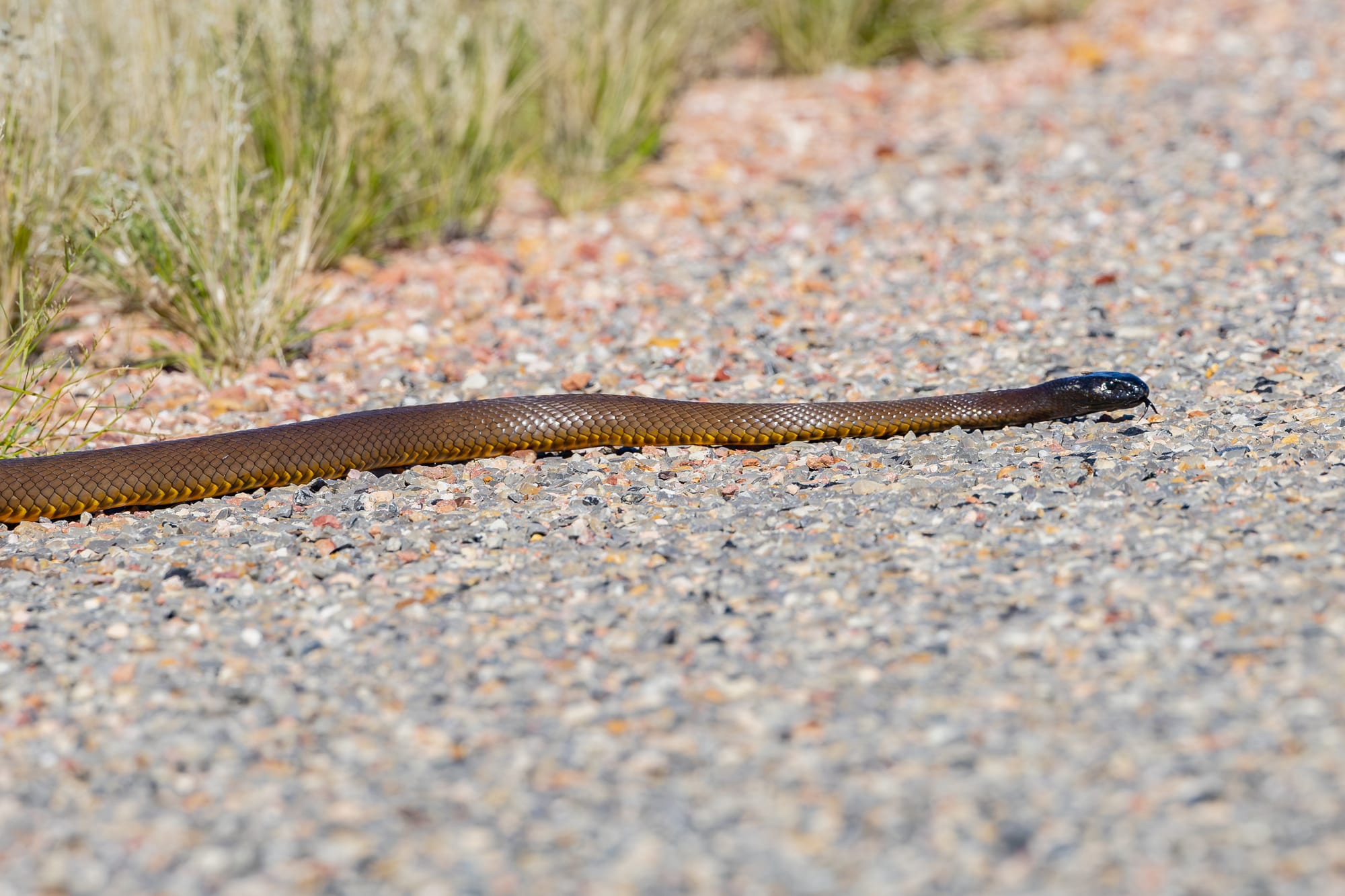 A slender, glossy brown snake with a dark head stretched across a gravel road beside dry grass