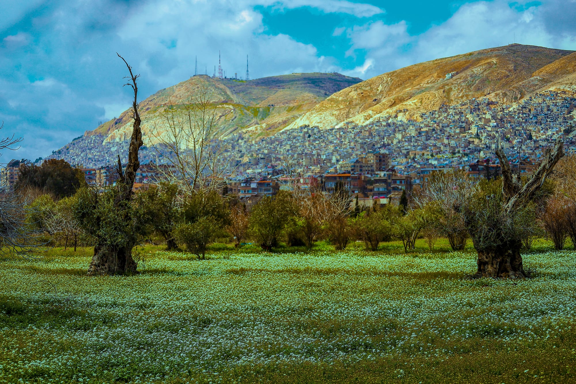 A green meadow scattered with white flowers and old gnarled olive trees, with houses climbing a bare mountain behind