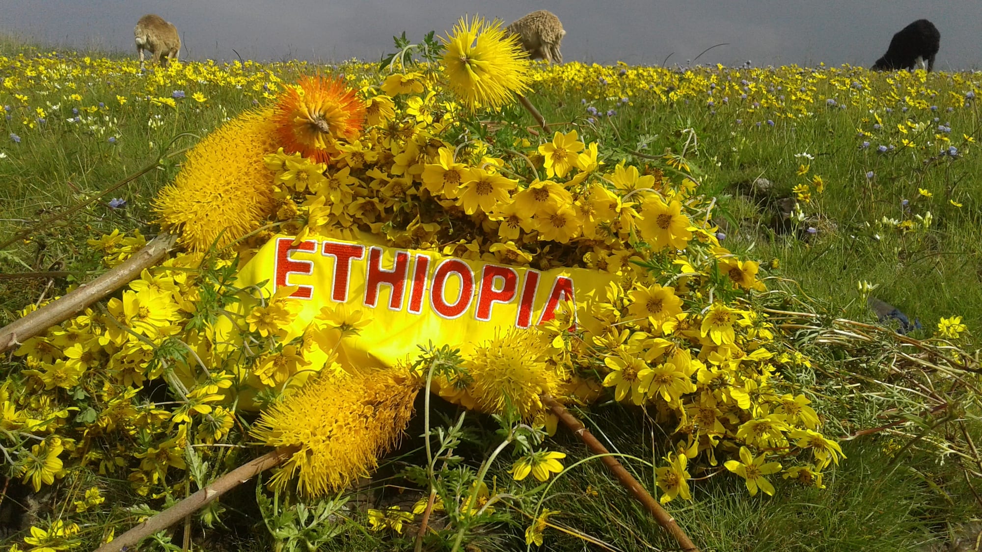 A bouquet of bright yellow daisies around a yellow cloth printed with the word Ethiopia, lying in a meadow of yellow flowers with sheep grazing behind