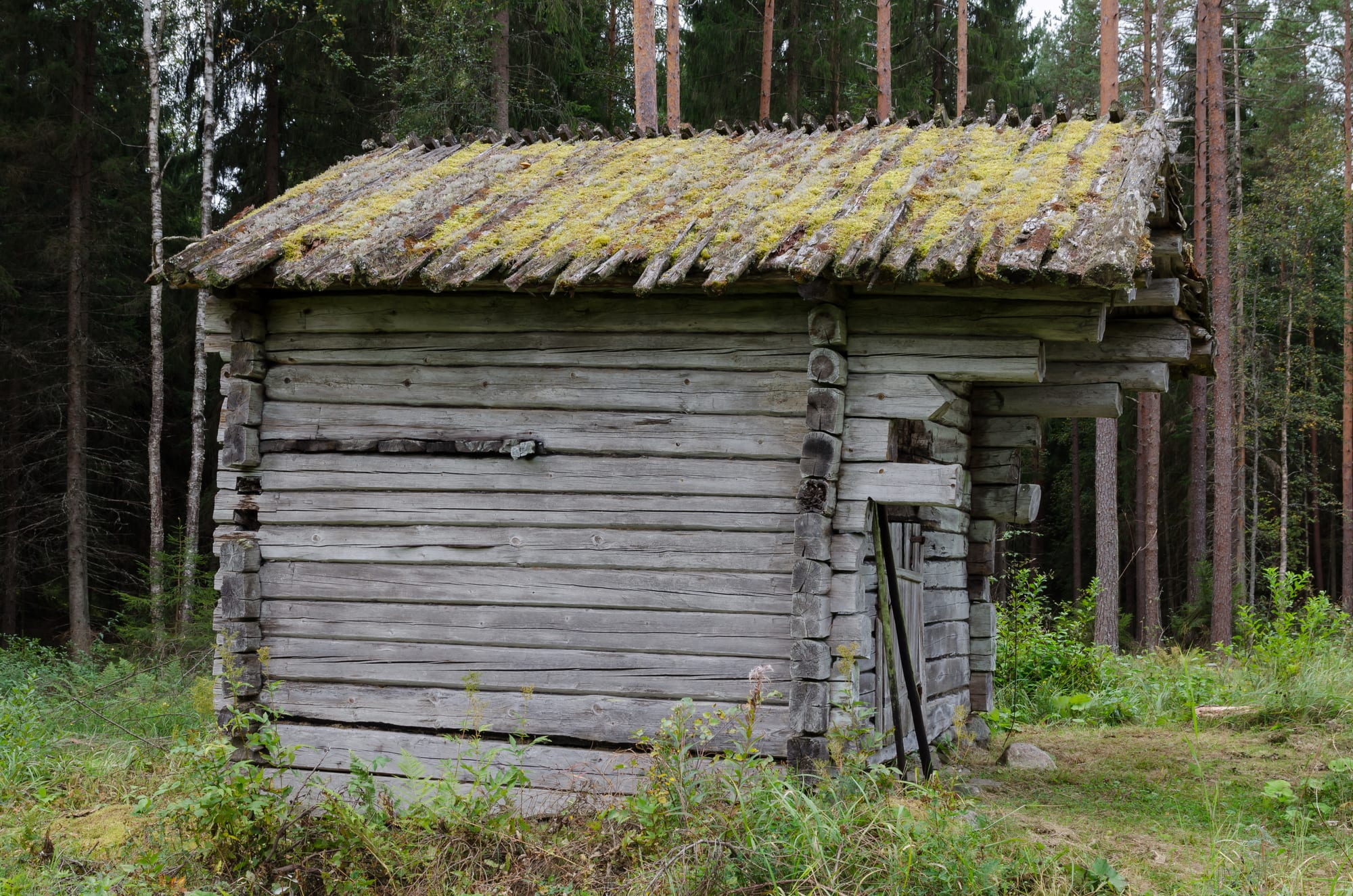 A small weathered log cabin with a moss-covered plank roof standing in a clearing at the edge of a pine forest