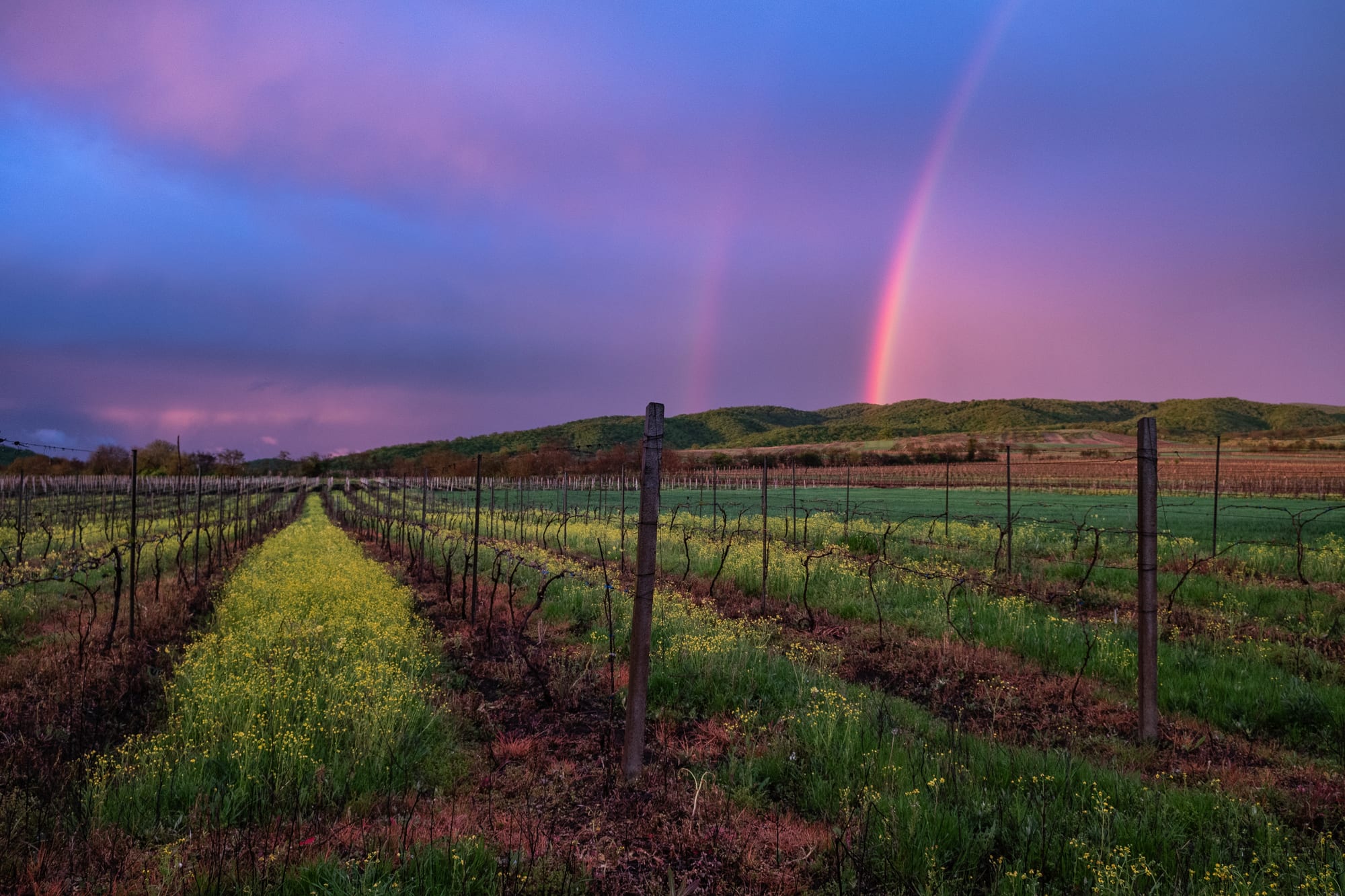 Rows of young grapevines on posts stretching towards green hills under a pink and violet sky with a rainbow