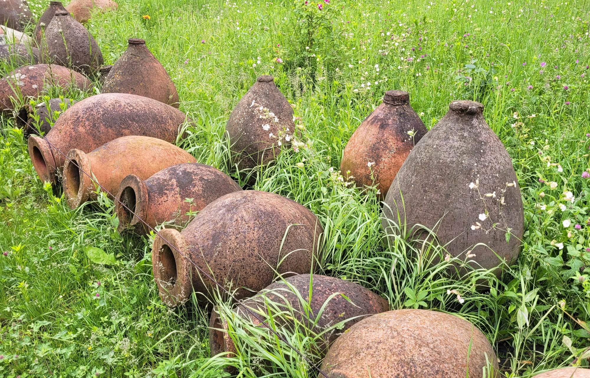 A group of large rough clay jars with narrow necks, some upright and some on their sides, lying in long grass and wildflowers