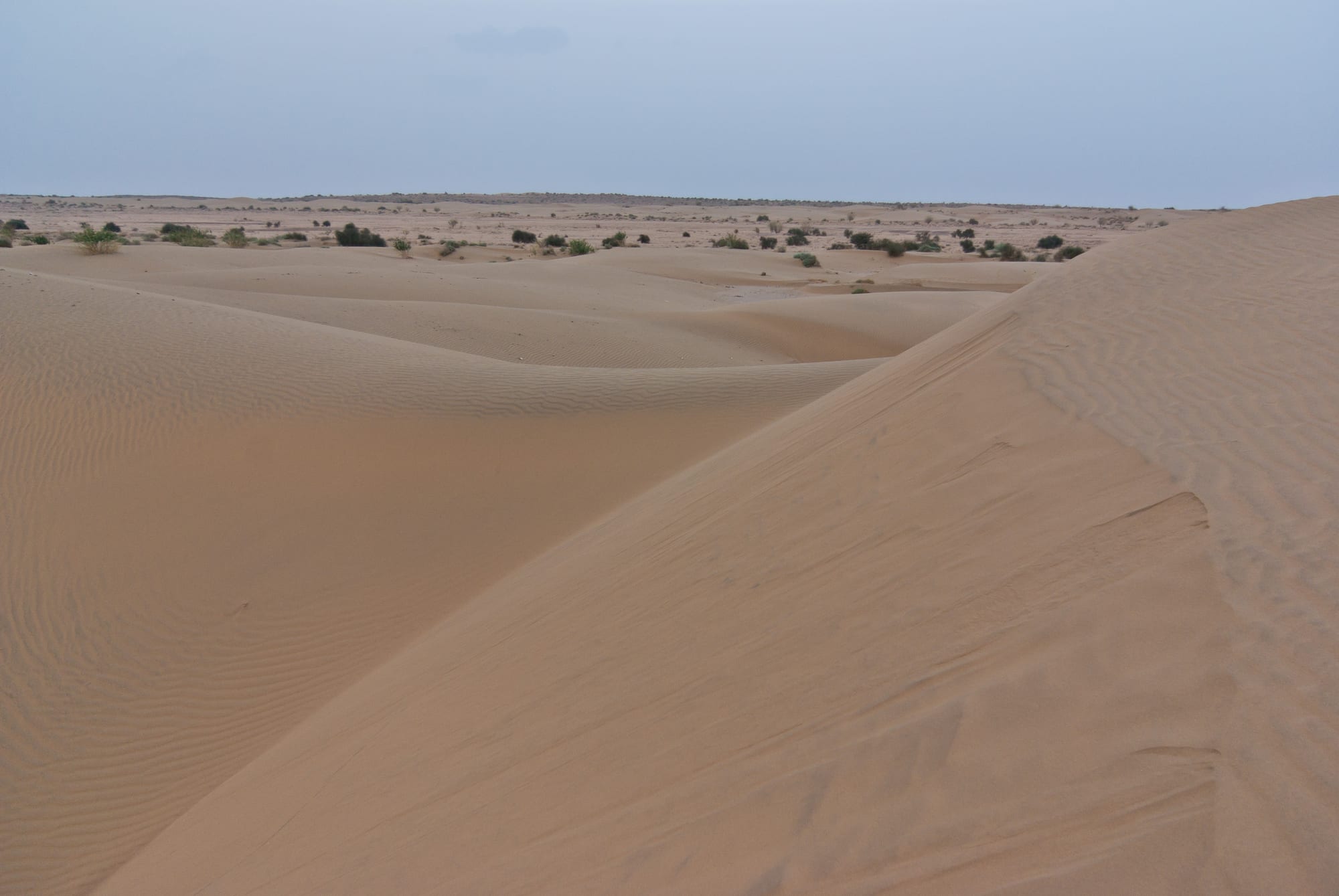 Smooth, rippled sand dunes stretching to a flat horizon dotted with shrubs under a hazy sky