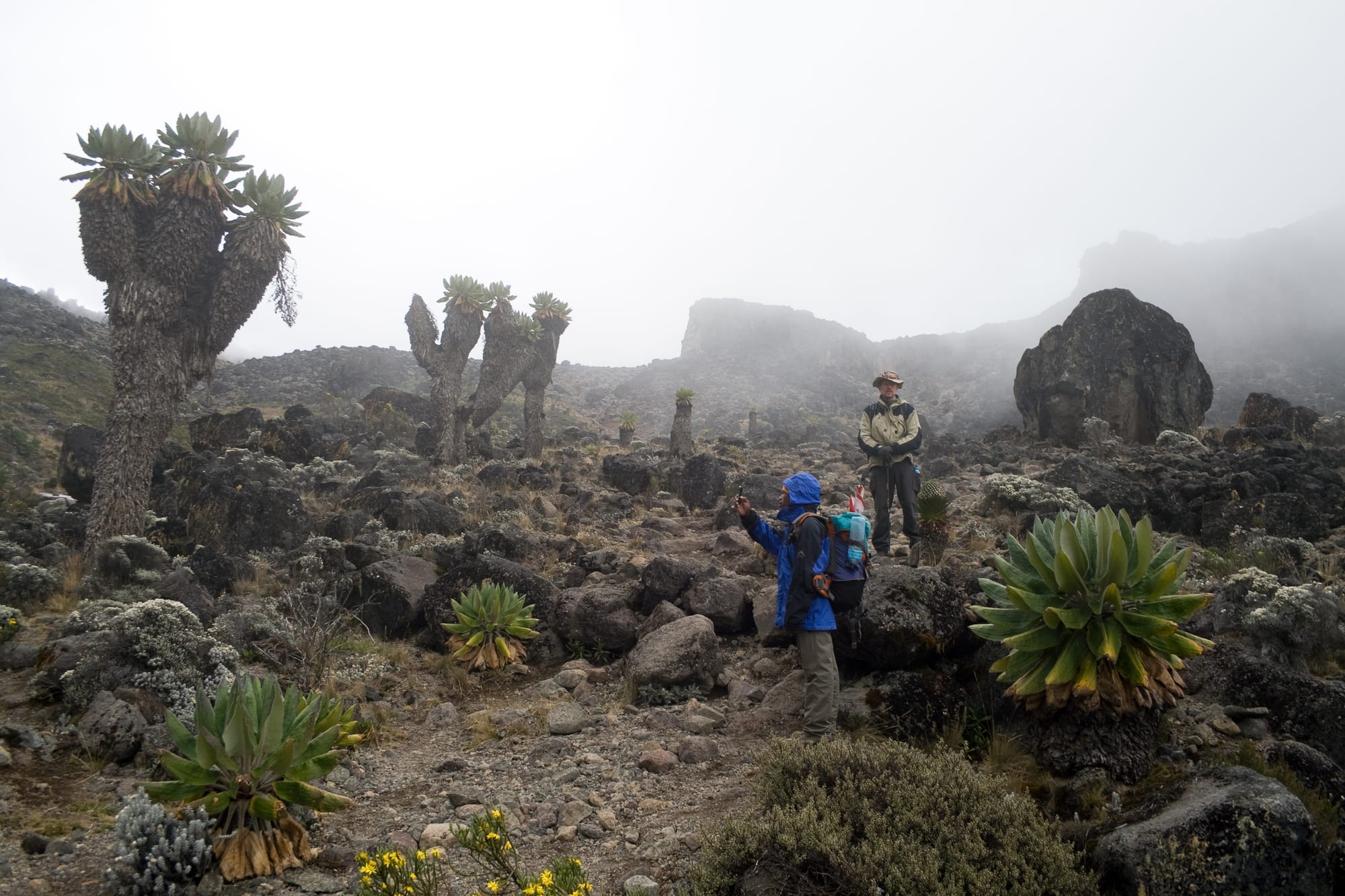 Tall, branching plants with rosettes of leaves at their tips standing among boulders on a misty mountain slope, with two hikers on the path
